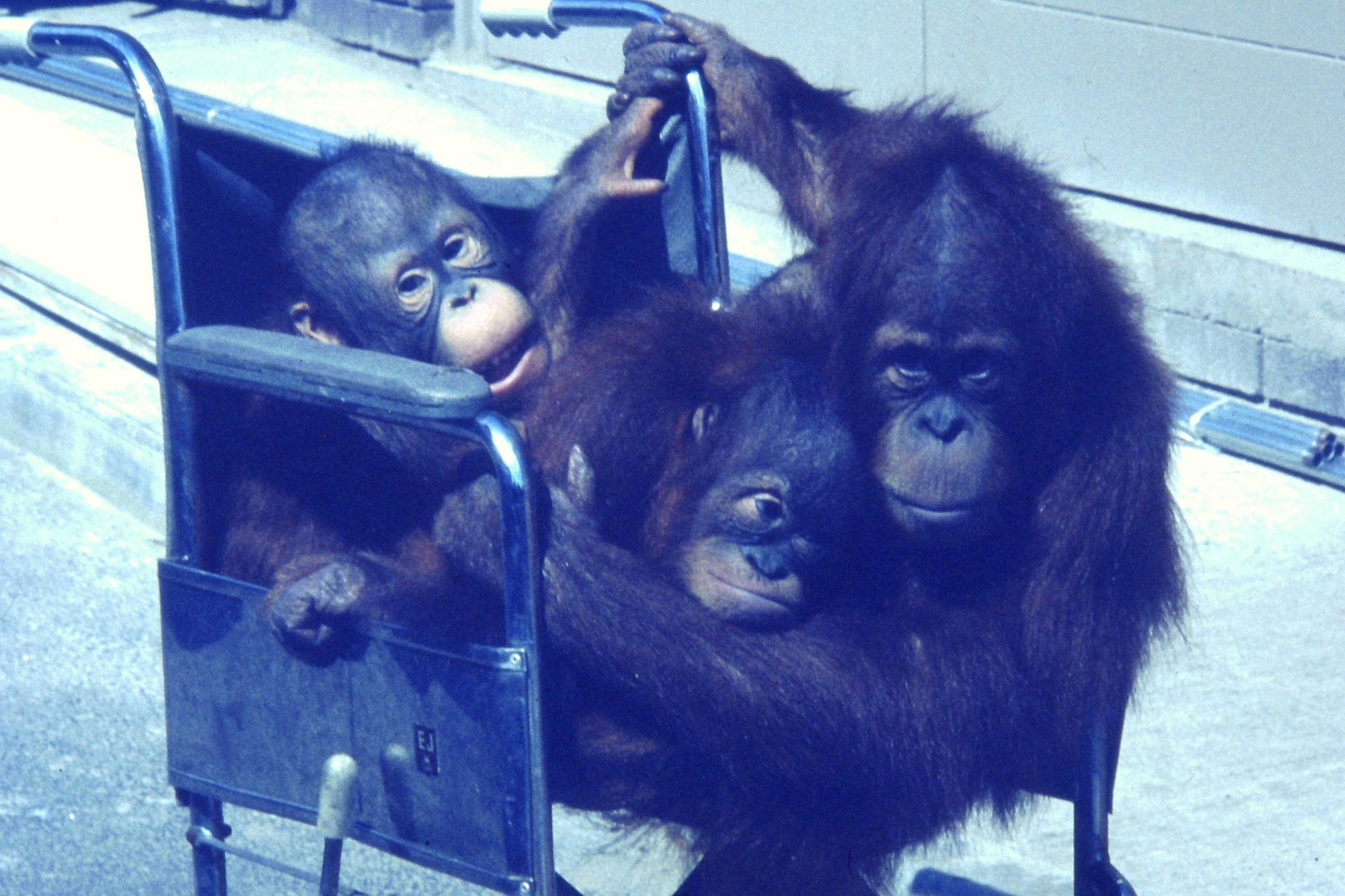 the three babies, Henrietta, James and one whose name I cannot remember were put into a wheelchair and duly taken for a walk