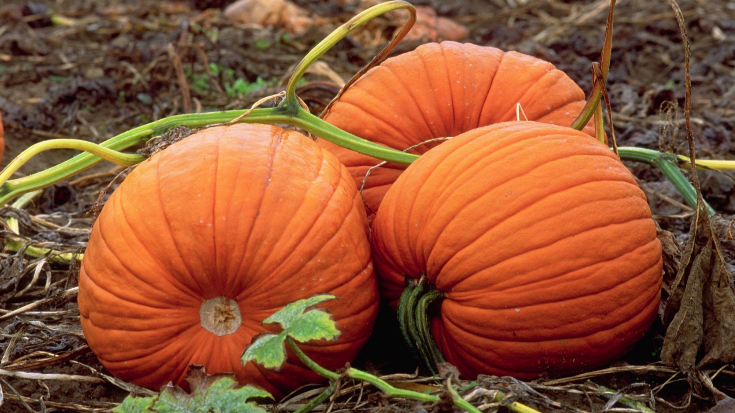 pumpkins