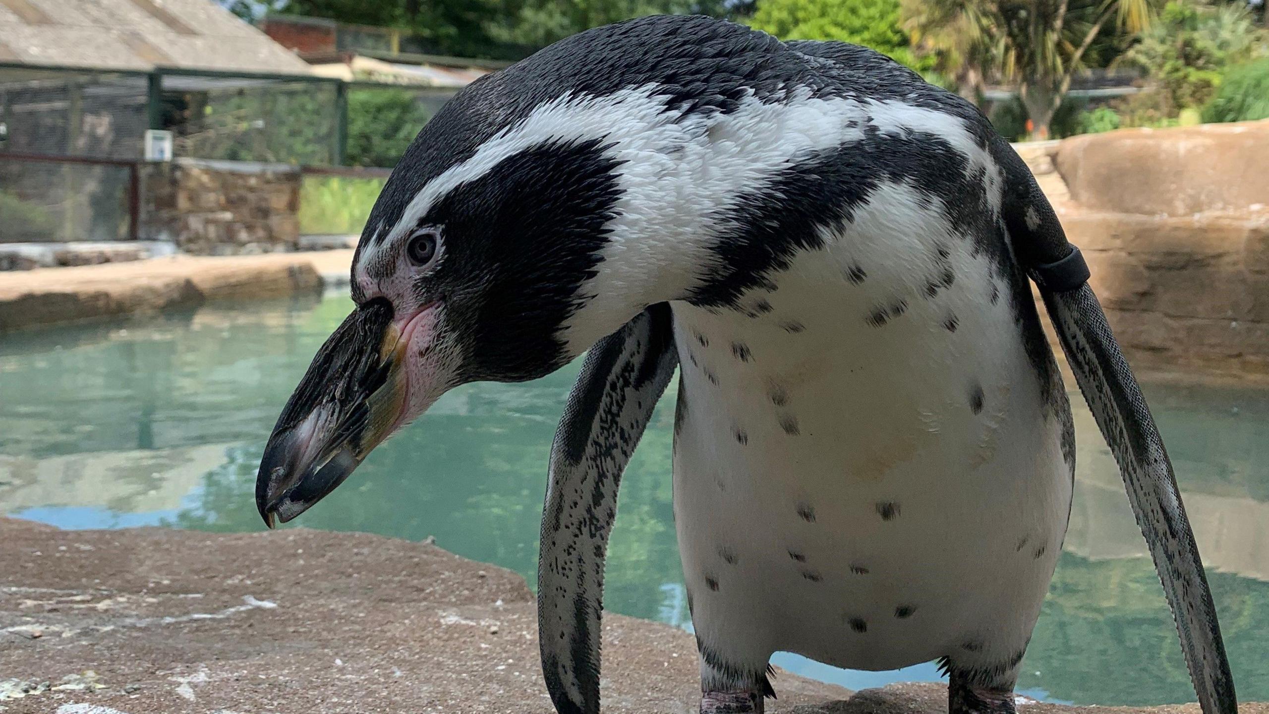 A black and white penguin looks sideways at the camera. There is a pool of water behind it.