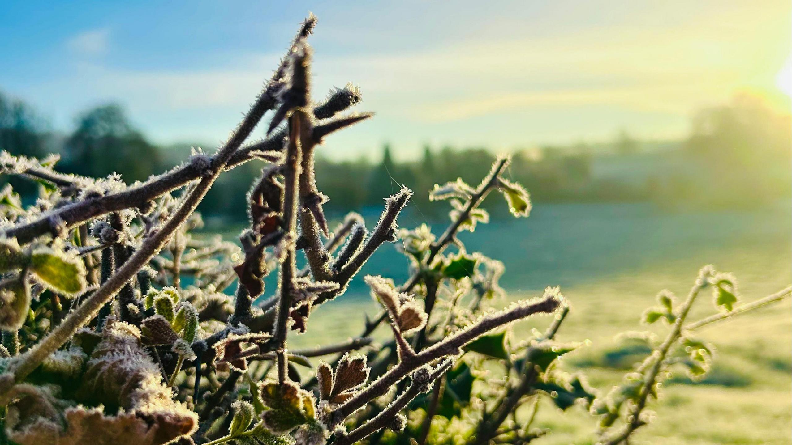 Frosty branches of a hedge in the foreground, backlit by the sun across green fields