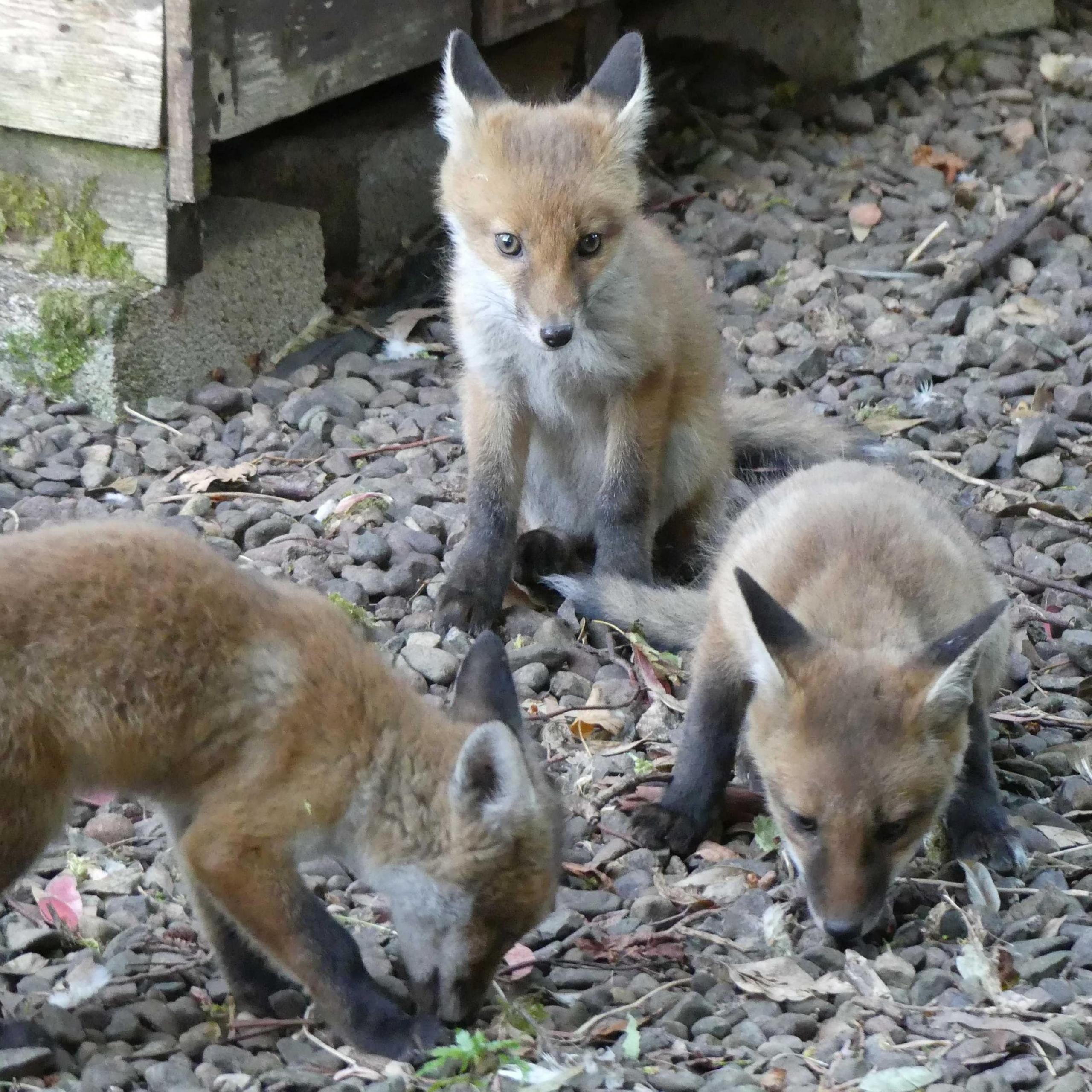 Three fox cubs on gravel and leaves.