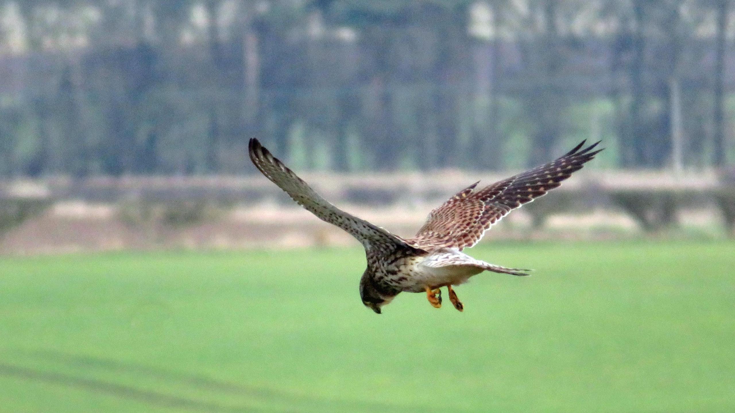 Kestrel