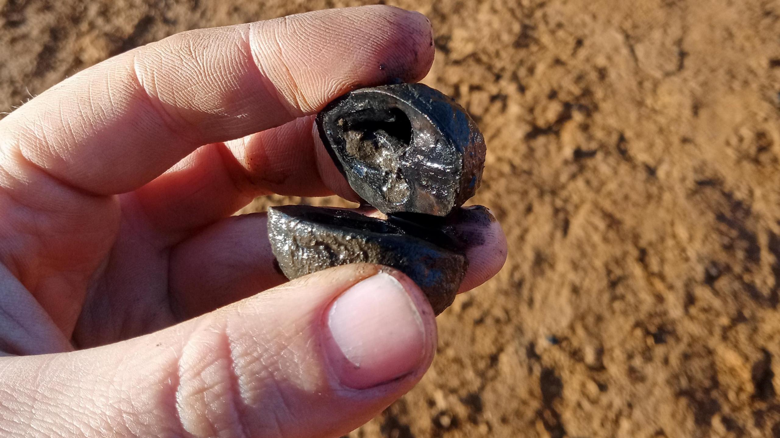 Roman preserved walnut shell