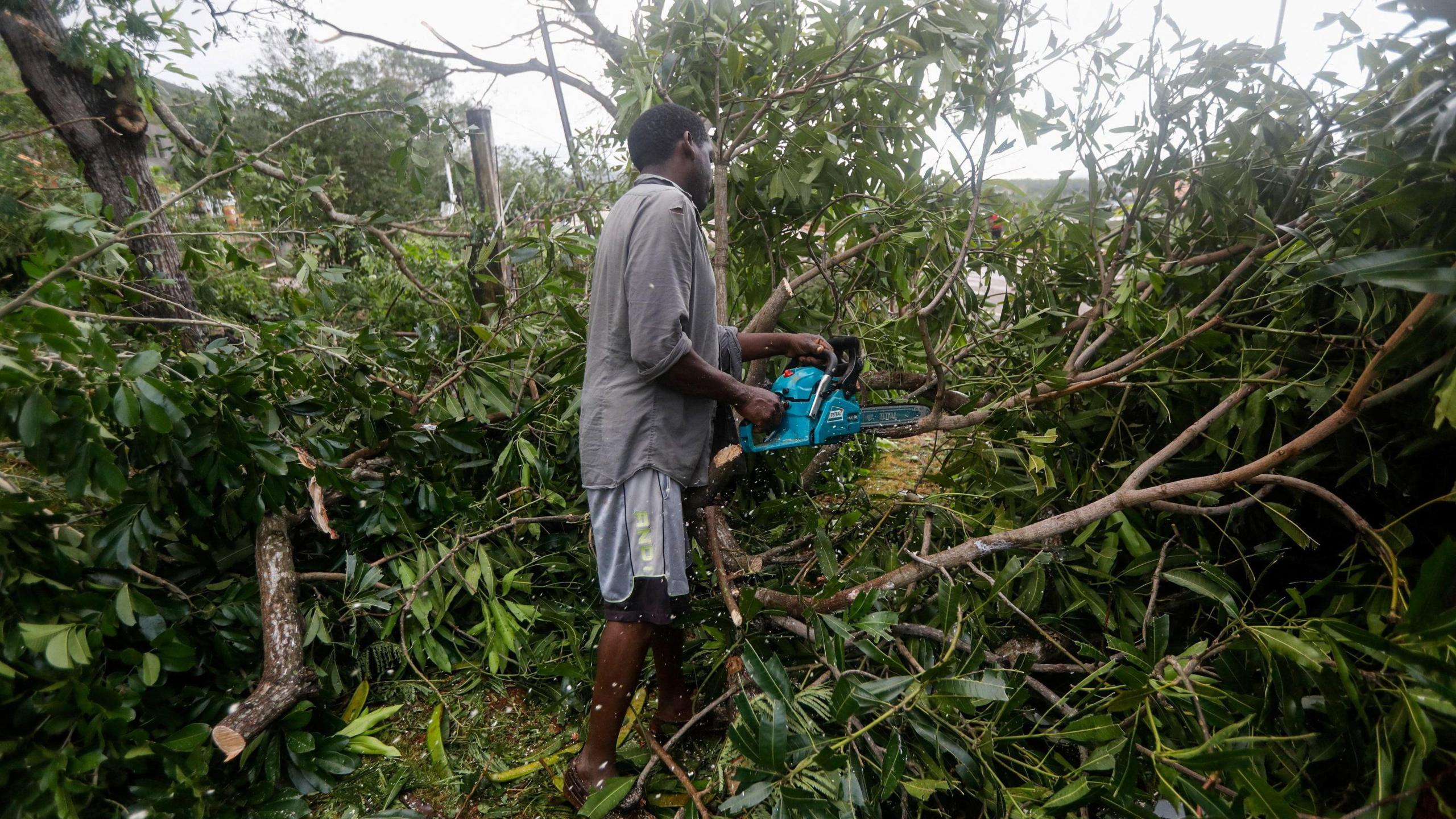 A man uses a chainsaw to clear fallen branches in Jamaica. 