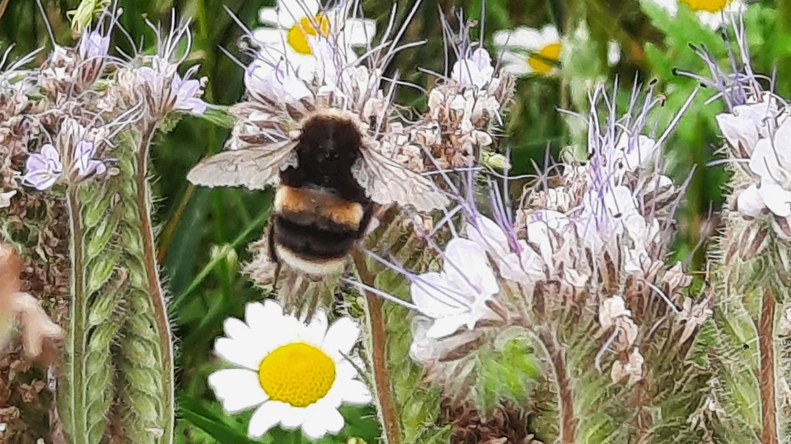 Bumble bee pollinating a plant with ox eye daisies in the background on a farm near Ely