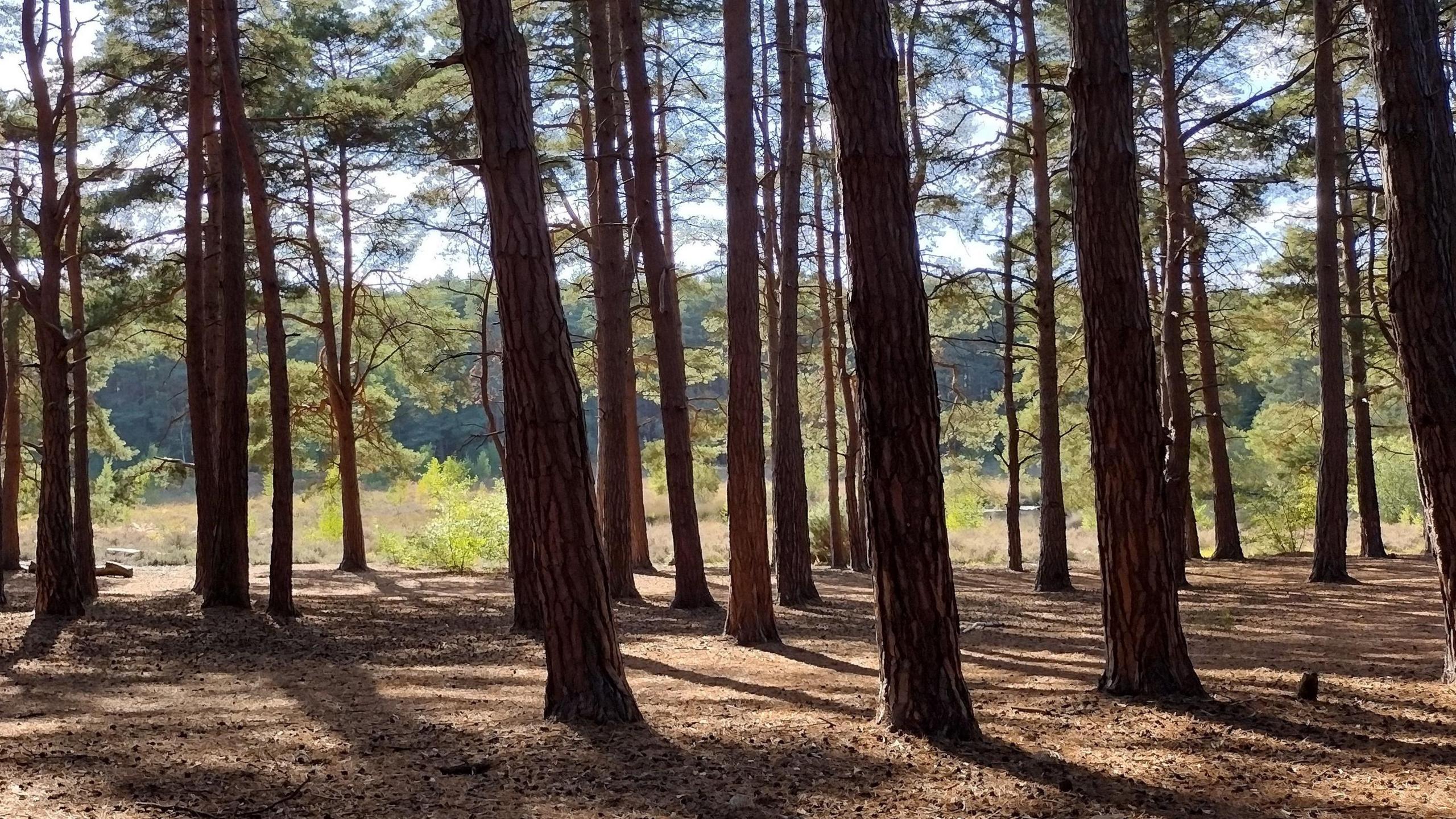 The part of Horsell Common, Woking, where the Martians landed in H.G. Wells' The War of the Worlds. Trees now cover the land.