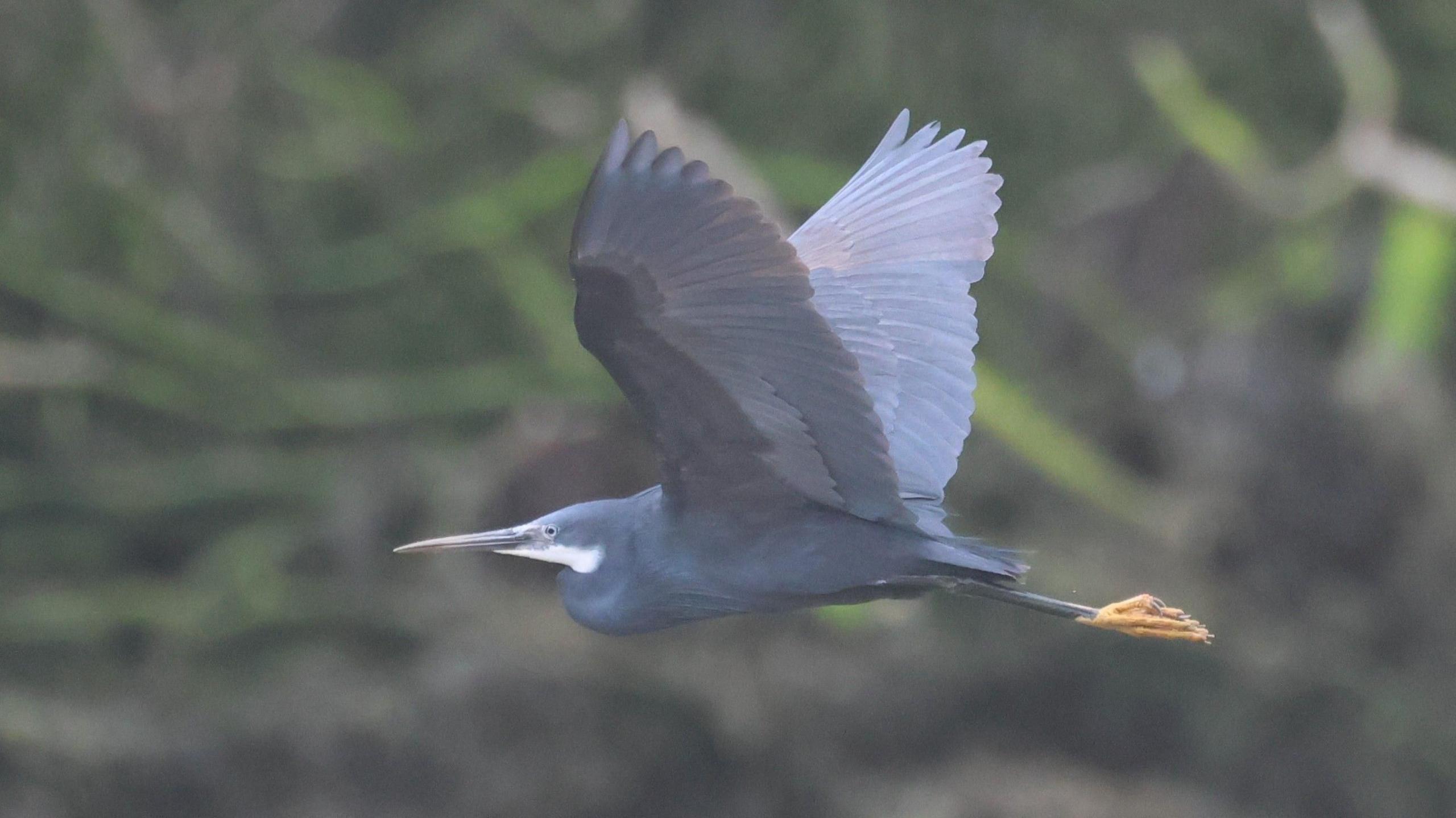Western reef heron flying in sky