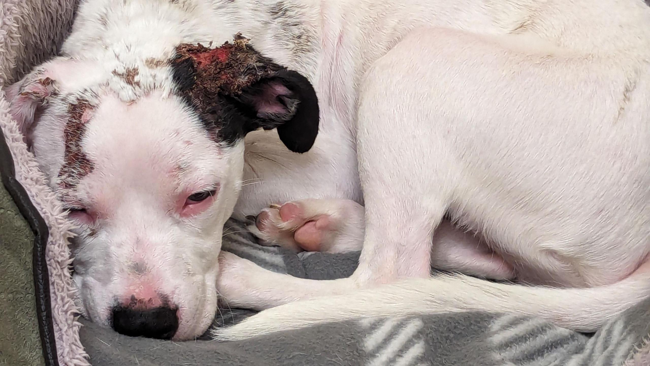 A white Staffie cross dog curled up in a dog bed