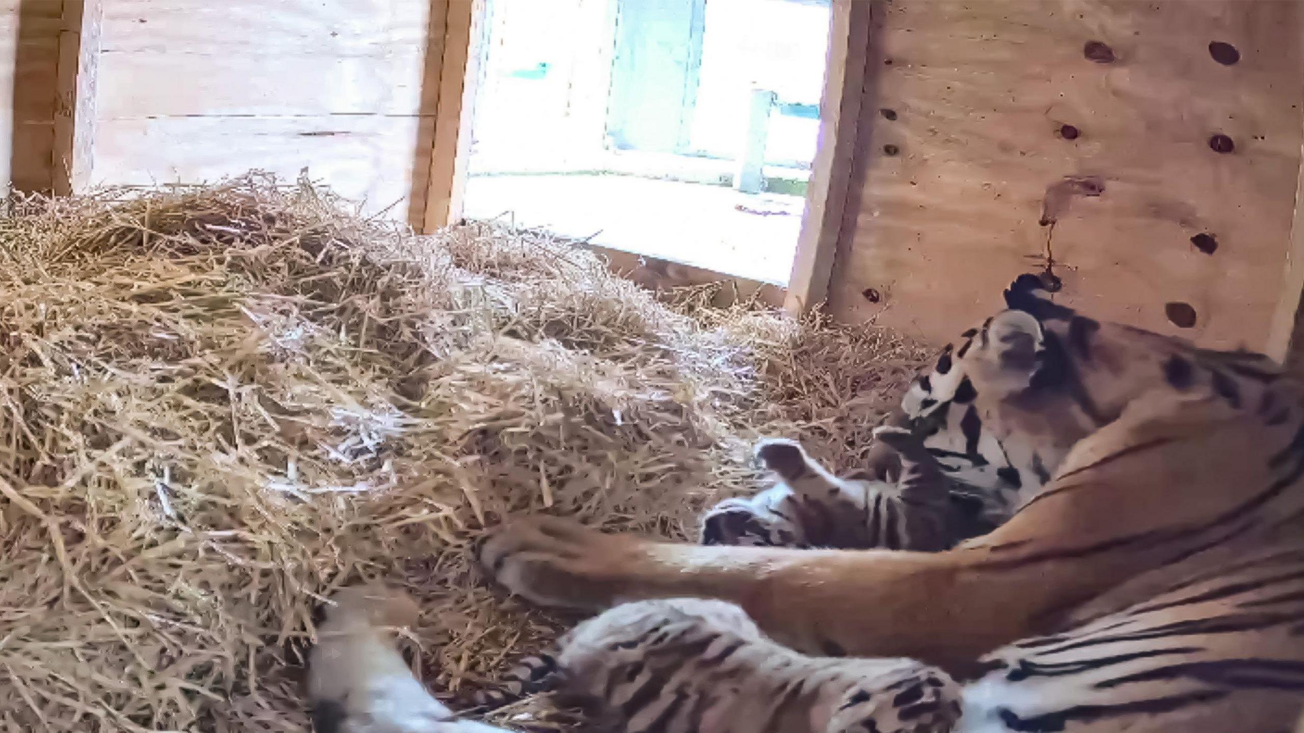 Two tiger cubs with their mother.