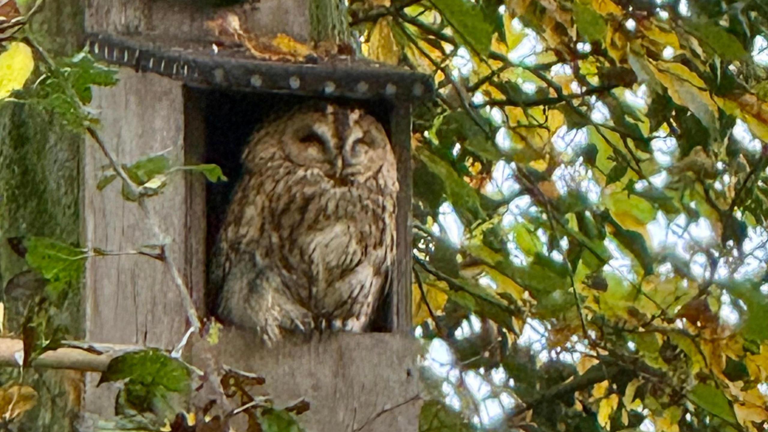 A tawny owl sits in a nesting box which is attached to a tree. Its eyes appear closed. Its surrounded by the leaf canopy which is mostly green but some leaves are beginning to turn brown. 