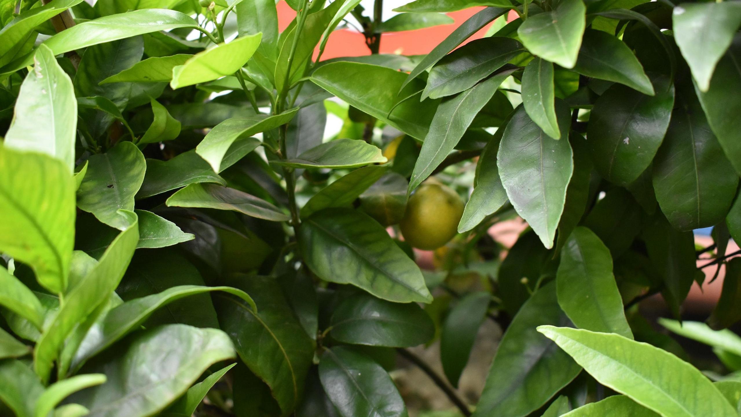 A close-up of a green, leafy bush, with yellow fruits growing on it.