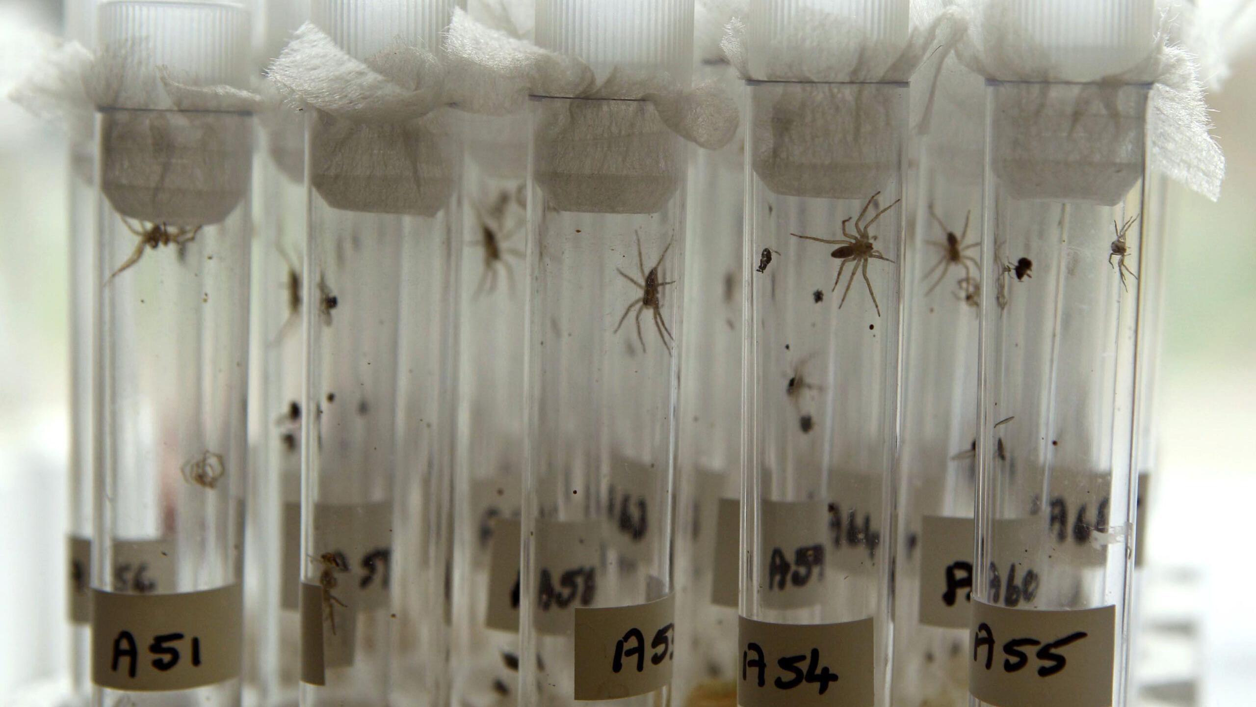 About 15 test tubes can be seen in rows of five, each containing tiny spiders. There are letters and numbers on the test tubes, eg A51, A54 and A55.