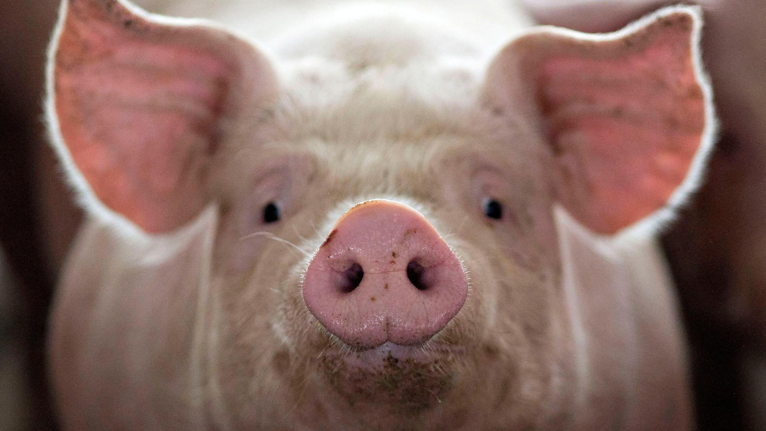 The close-up of the face of a pig, which has white hair pink ears, and a pink snout and is looking at the camera.