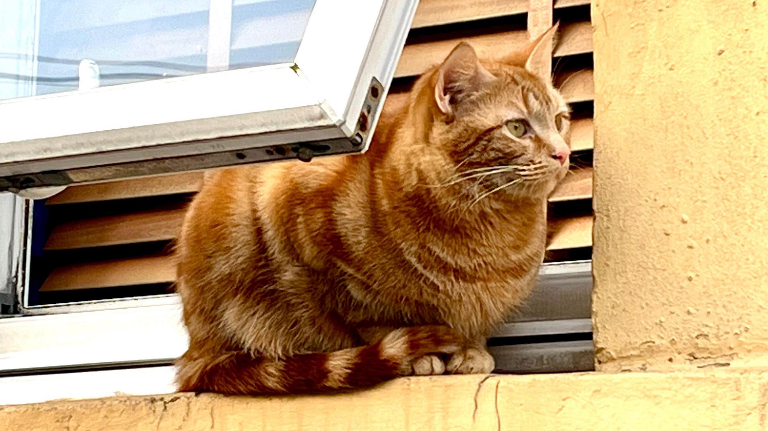 A ginger cat with dark and light stripes sits on a windowsill. He has his tail tucked round so it reaches his front paws. The window is white and the rendering on the wall around it is pale yellow