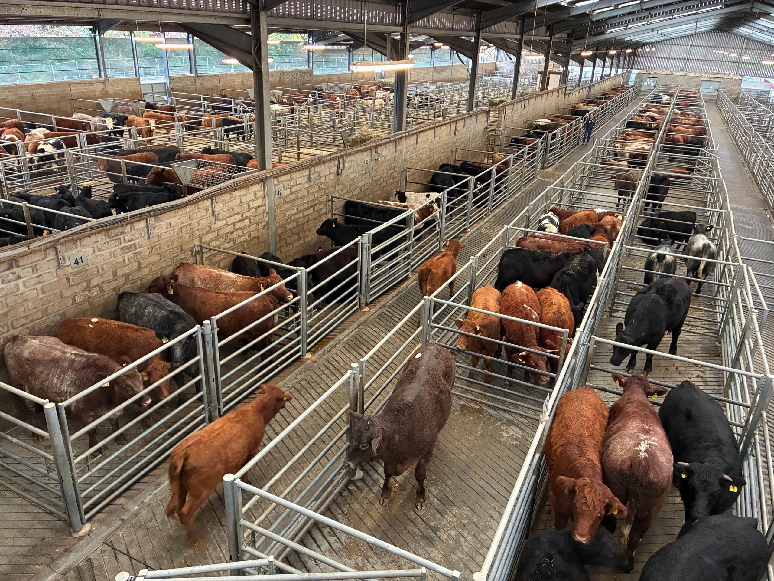 A bird's eye view of a cattle market, with dozens of red, brown and black cows in pens