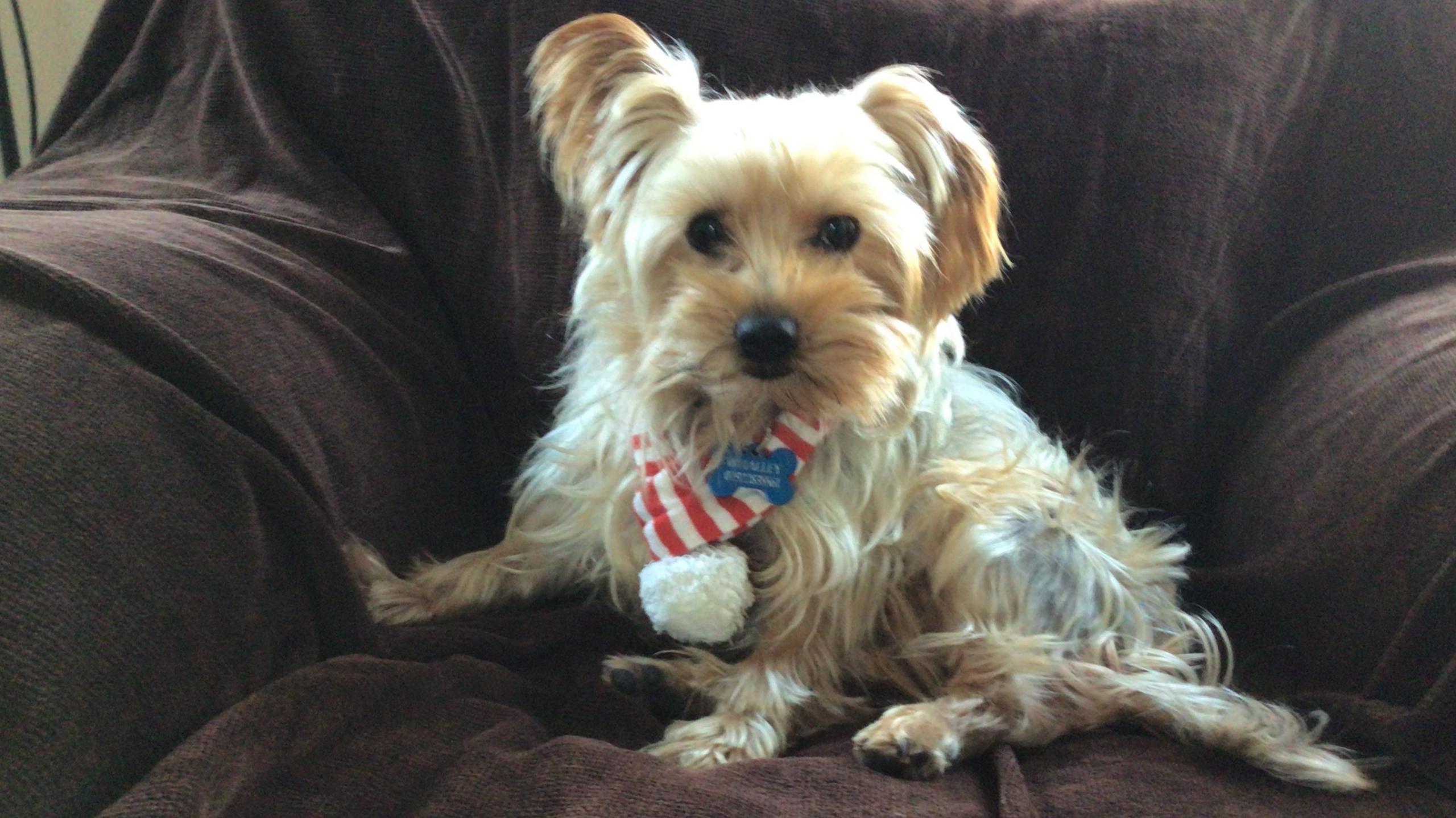 Cyril the Yorkshire Terrier