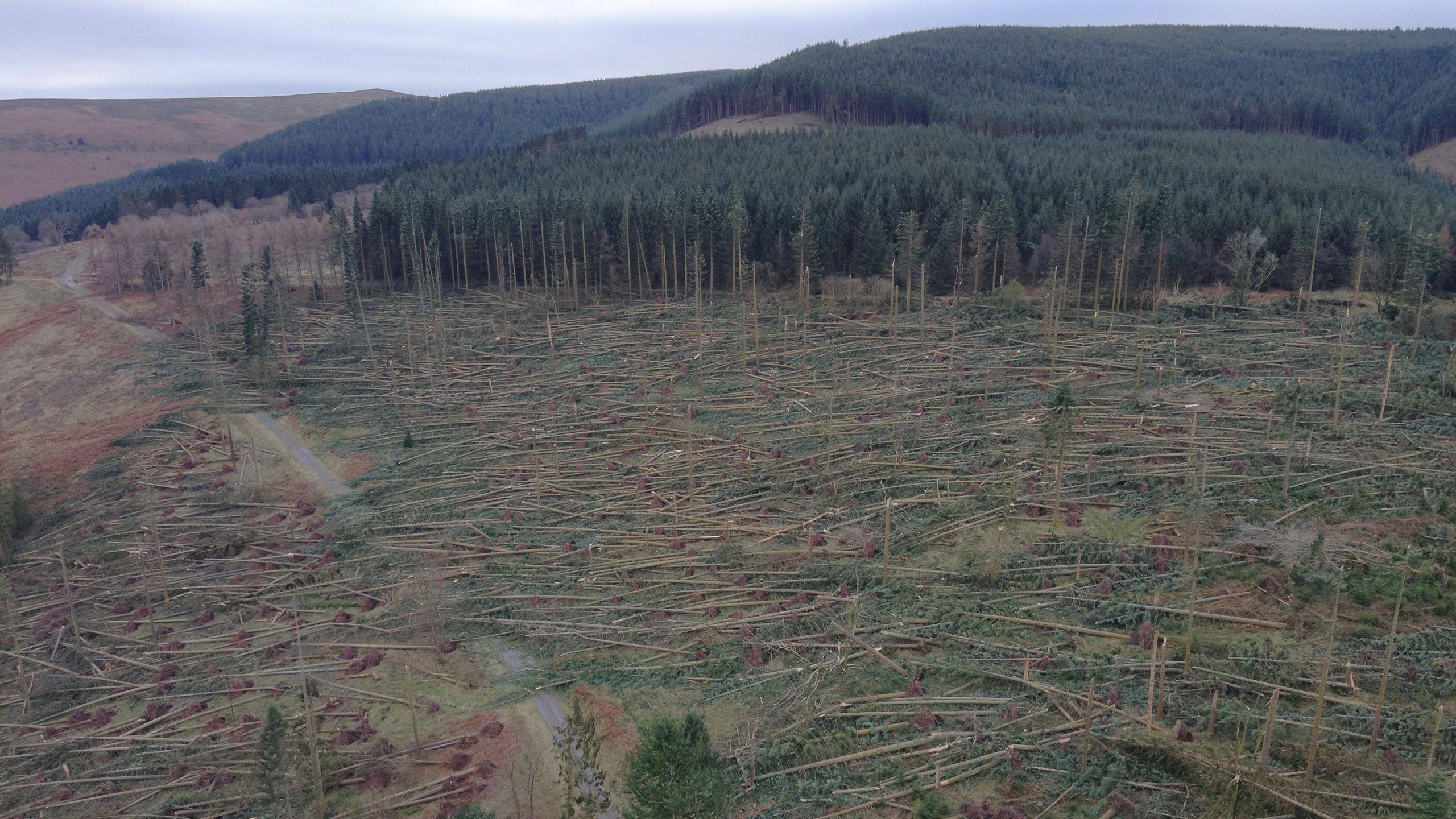 Thousands of fallen trees pictured at Mynydd Du Forest near Crickhowell, heavily blocking the roads. 