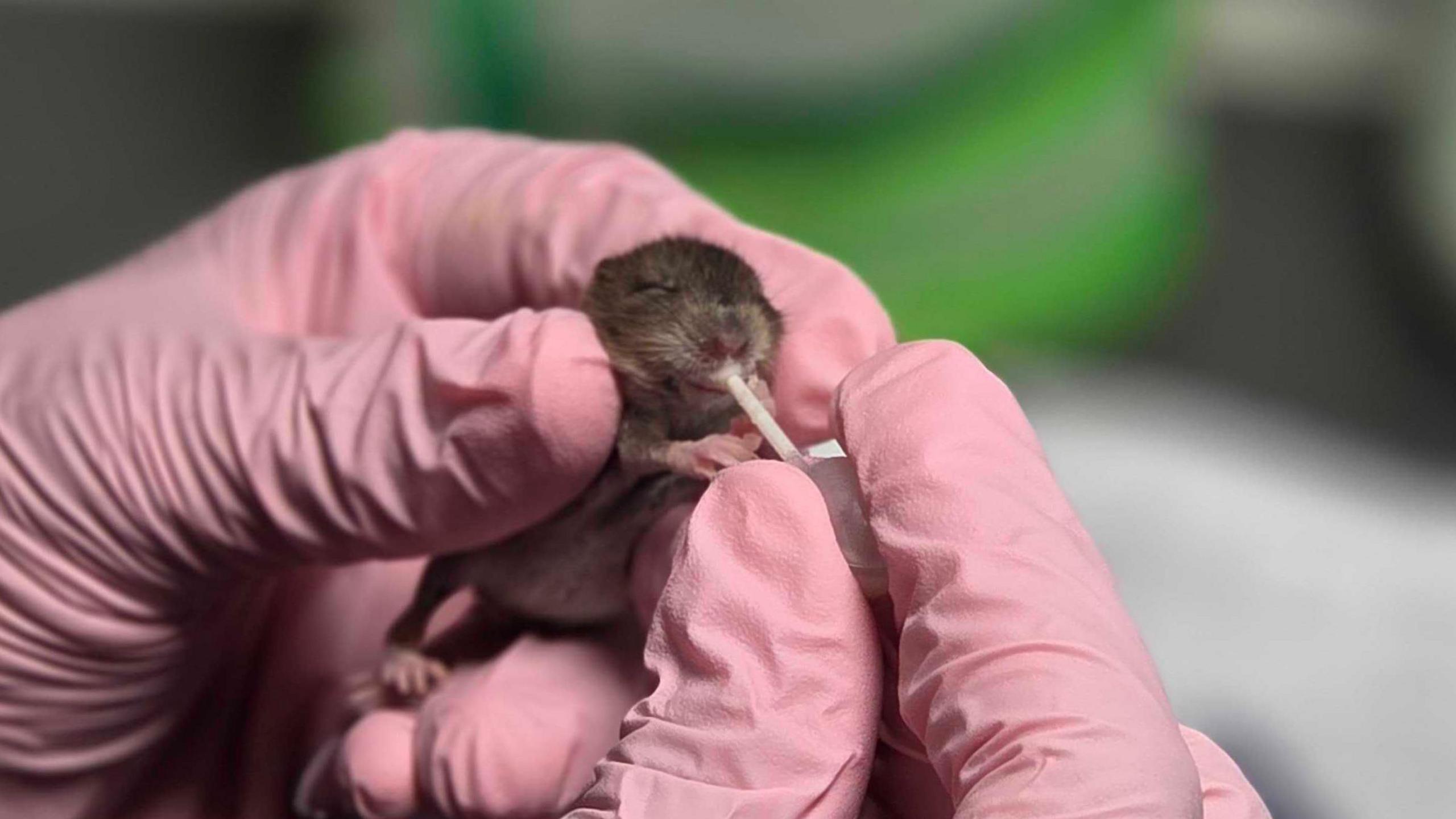 A small mouse is being held by two gloved hands. It is being fed milk.