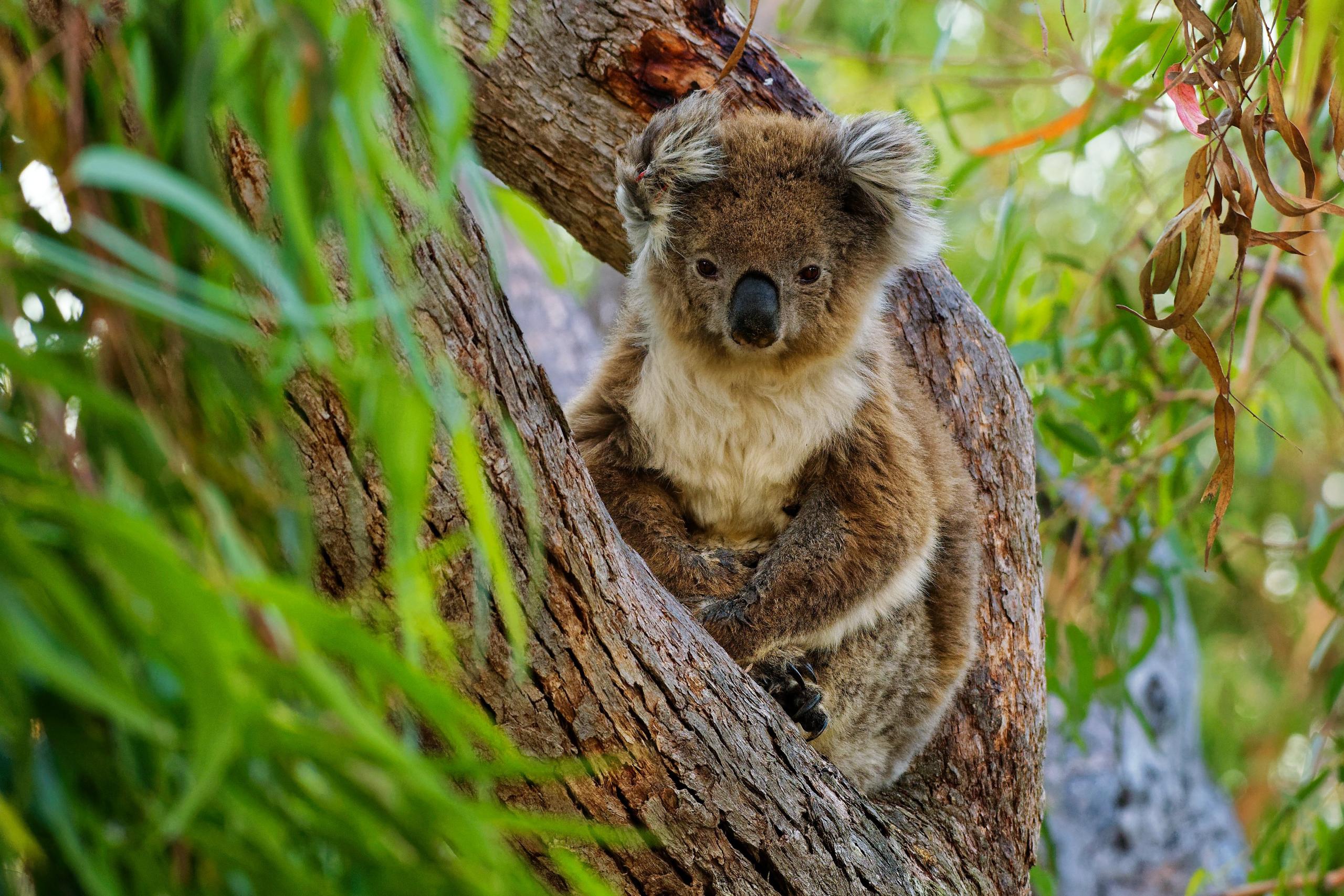 koala-in-a-tree