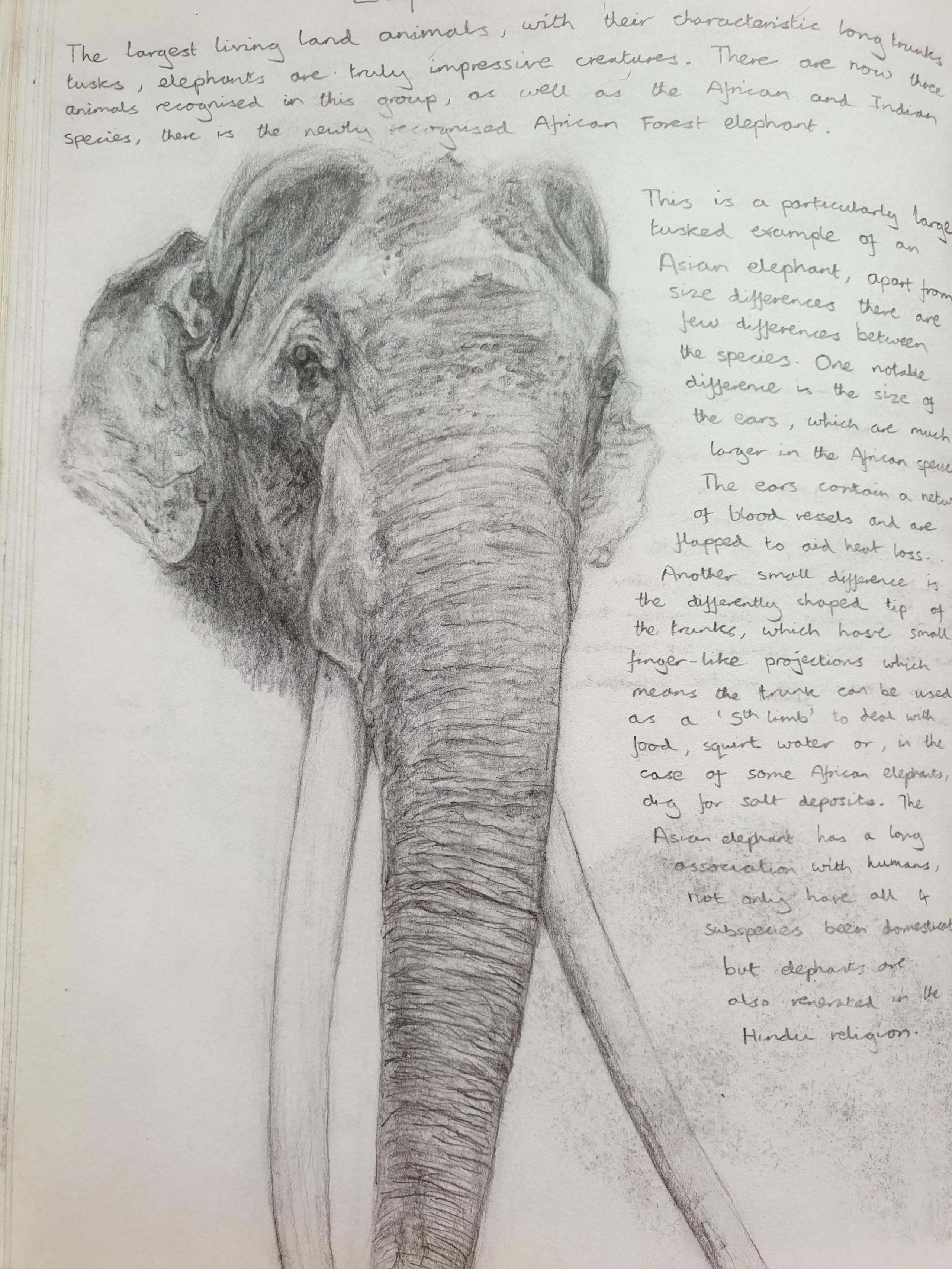 Josh's book of animals, page on elephants