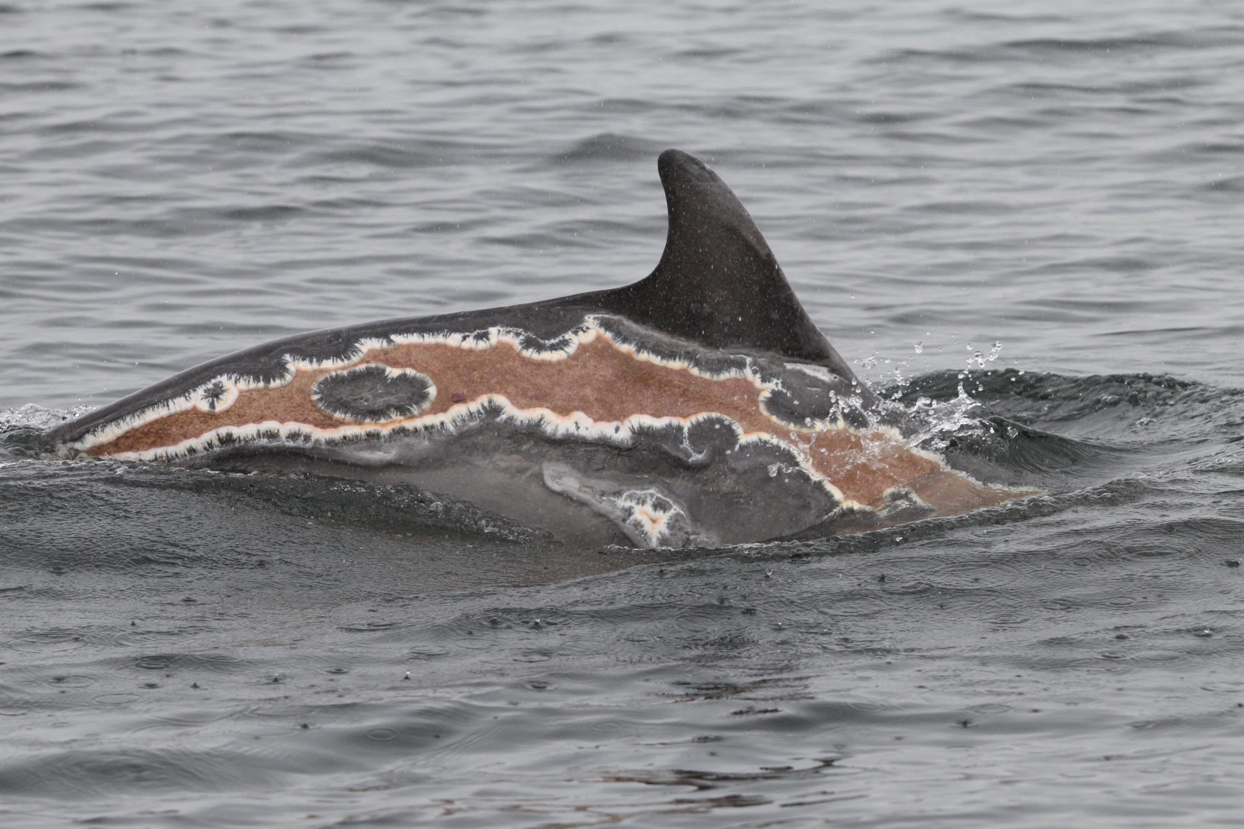 Sunburned dolphin Spirtle