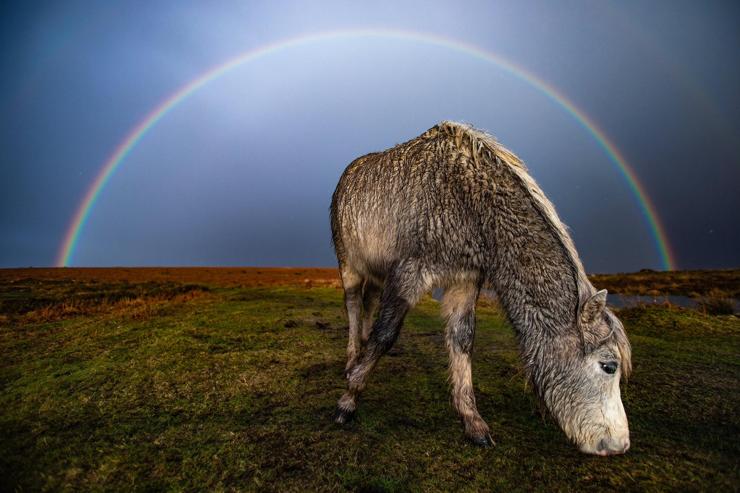 A Cefn Bryn pony nibbling grass with a full rainbow arching in the sky above