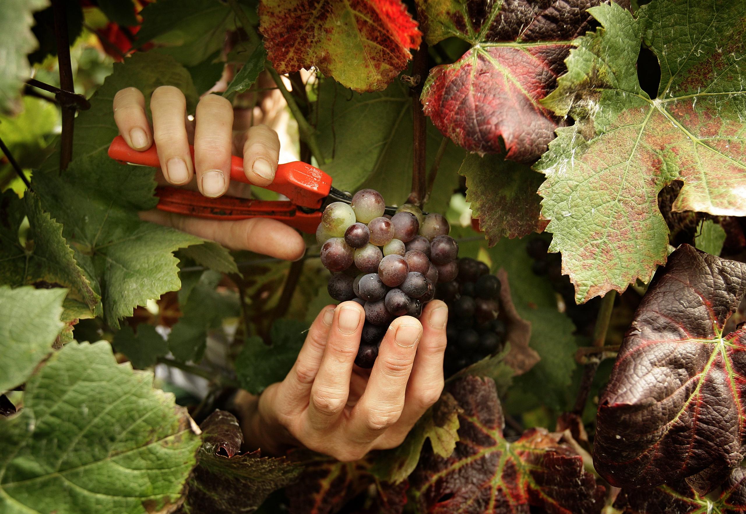 Picking grapes in Wales