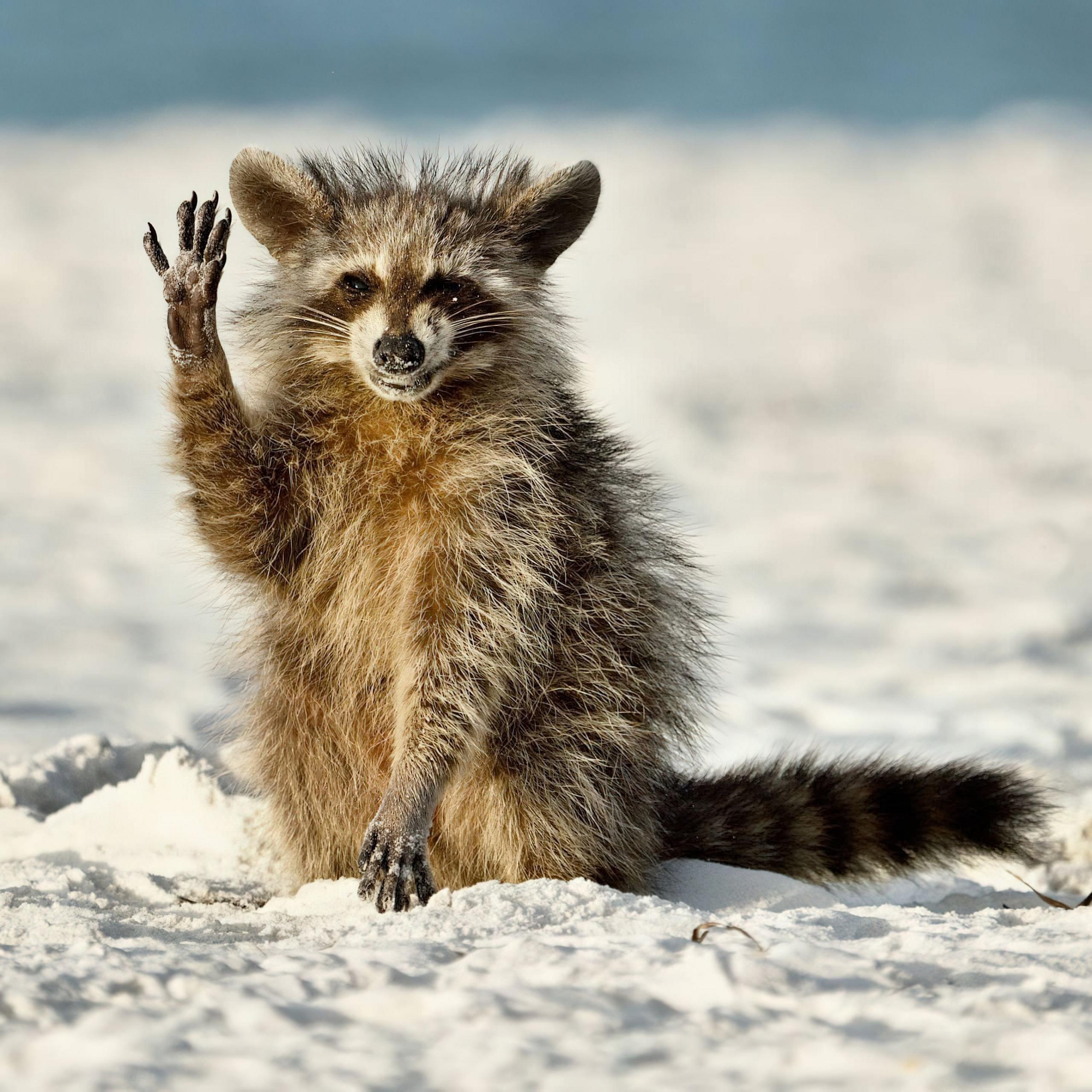 A waving raccoon