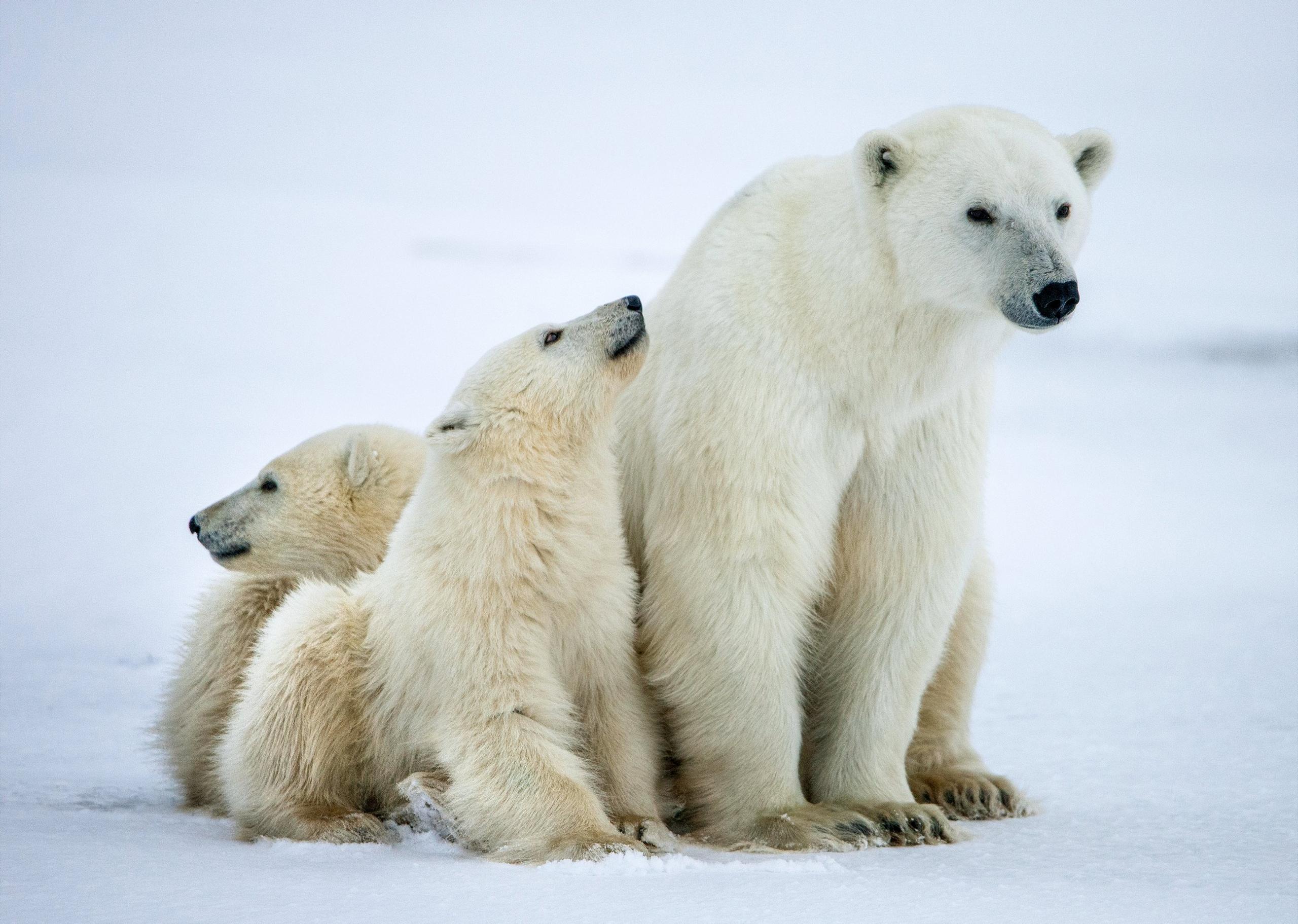 Polar bears