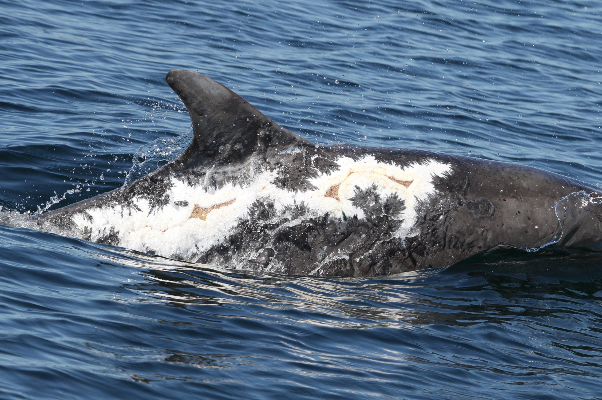 Sunburned dolphin Spirtle in May 2017