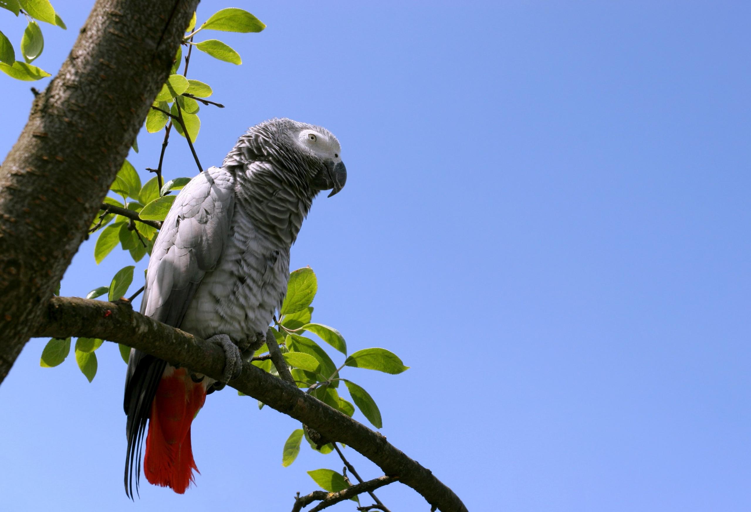 grey african parrot