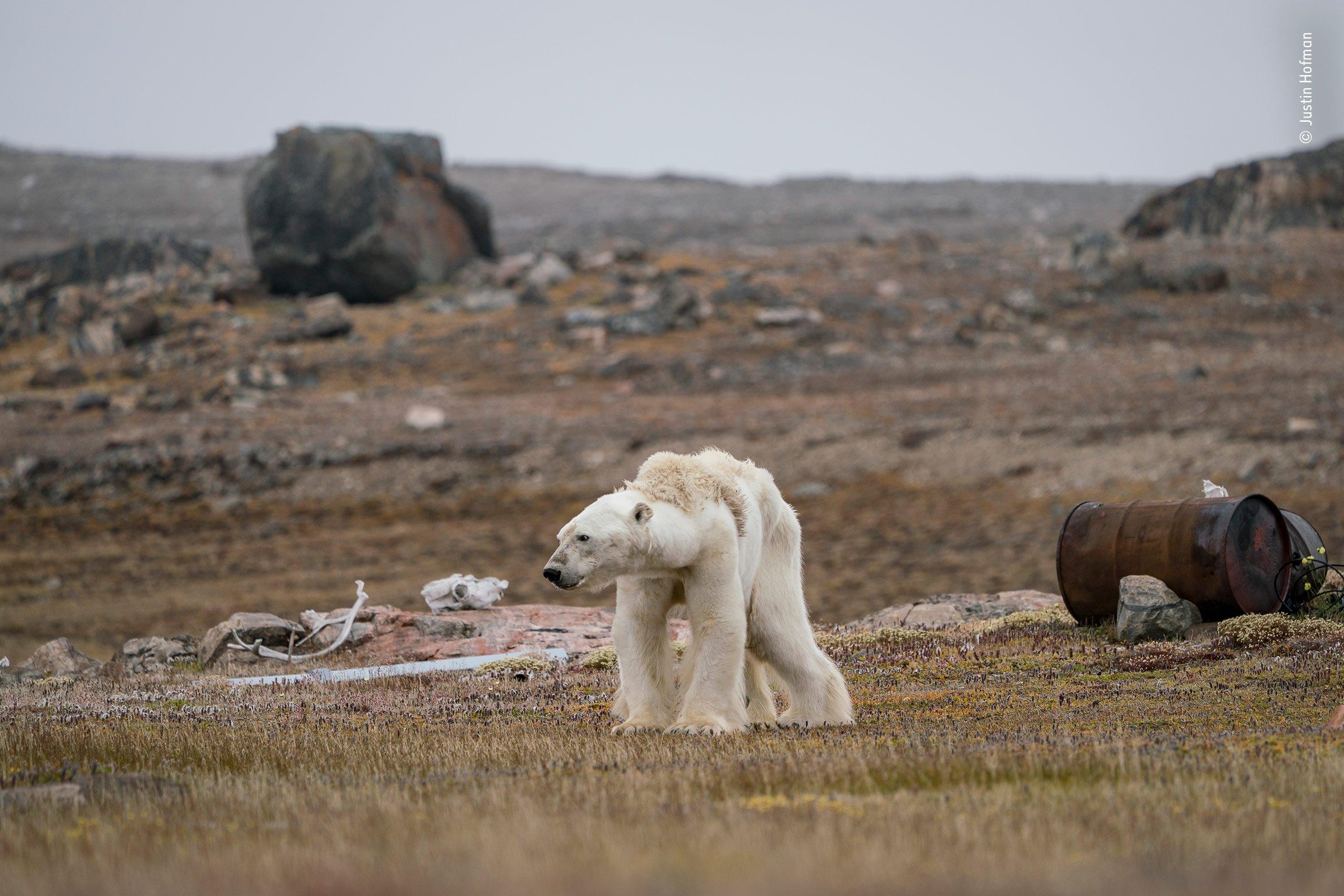 Polar bear