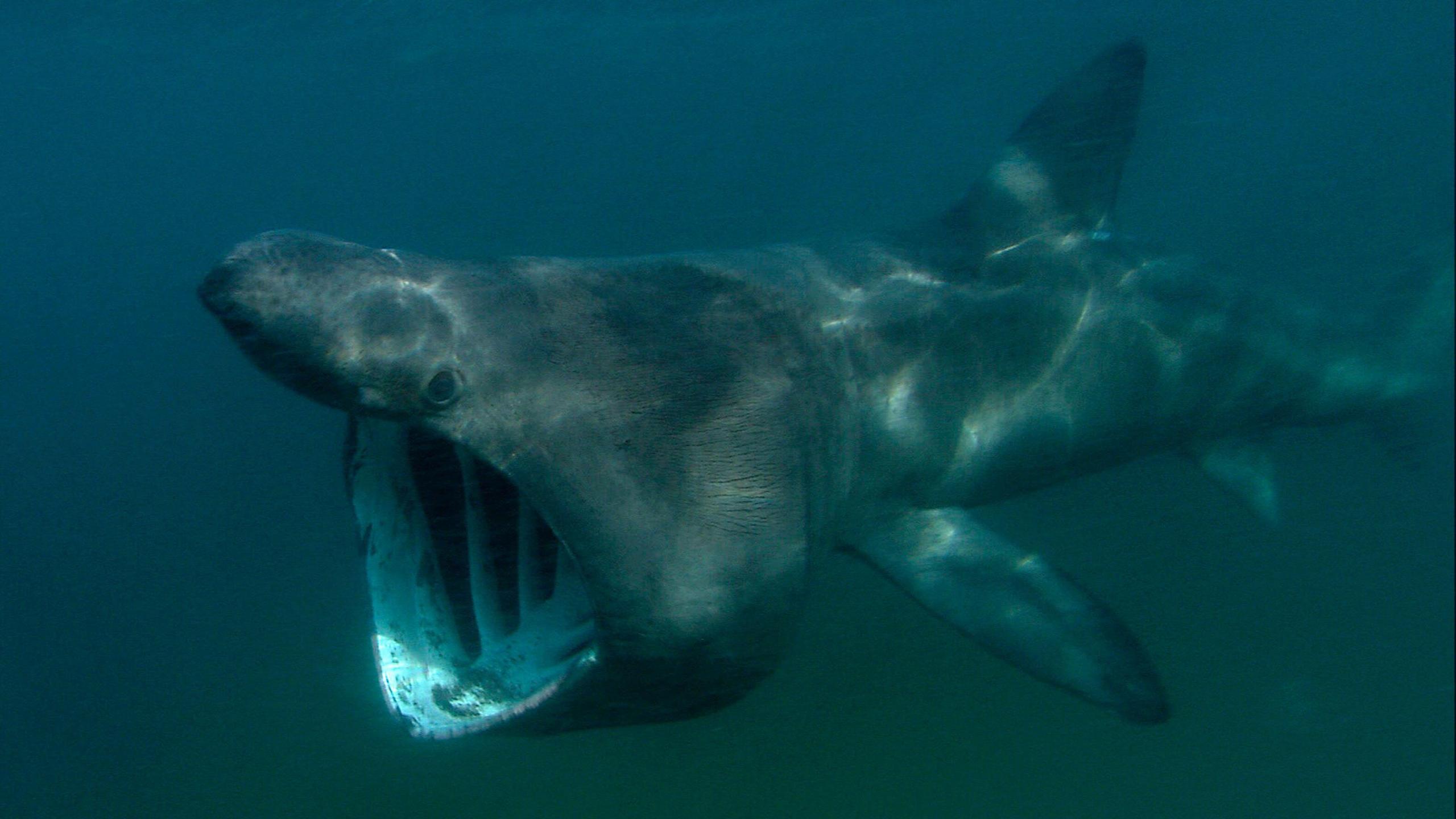 A basking shark.