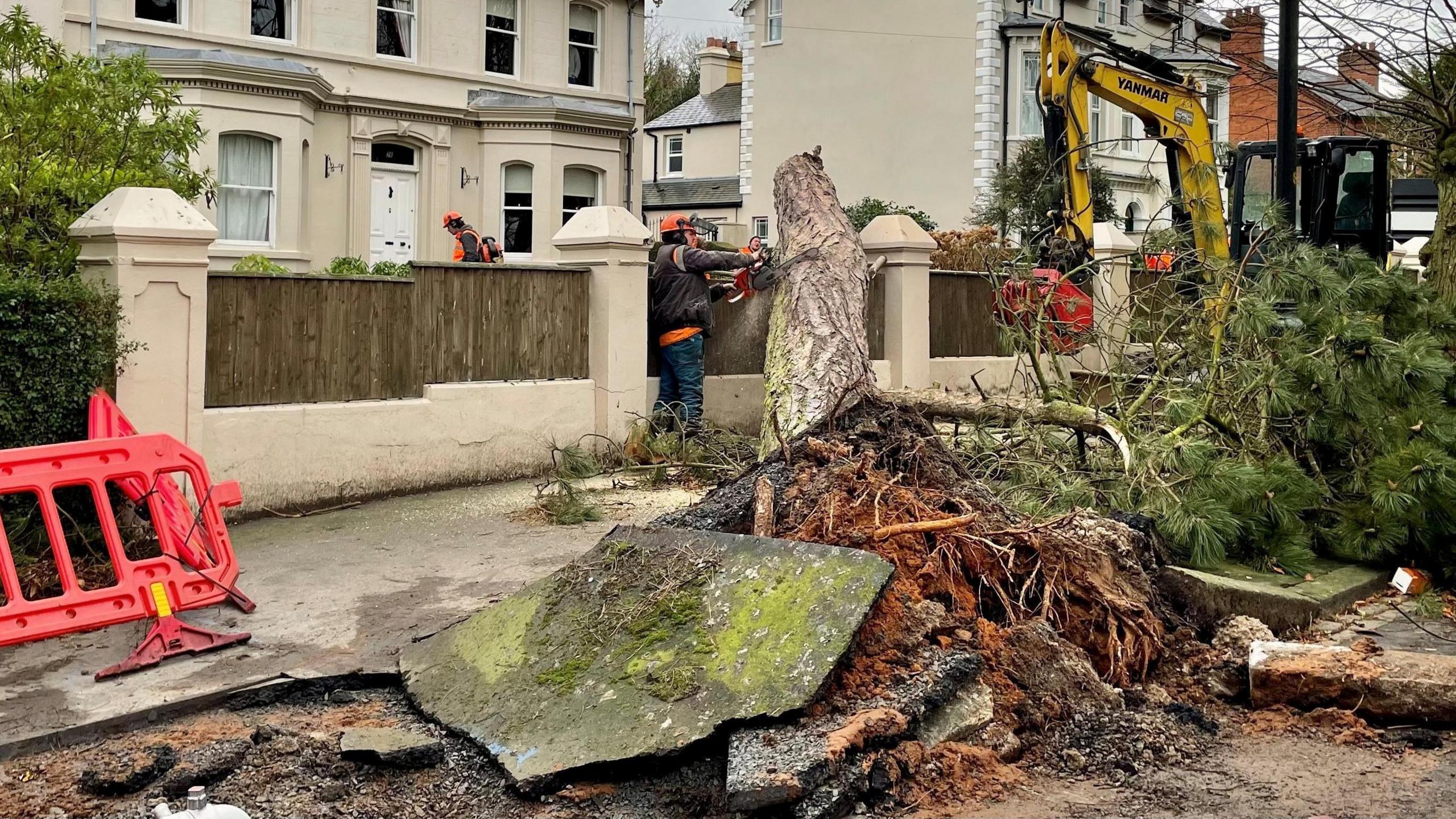 Tree removal work being carried out on a tree that fell on Cyprus Avenue in east Belfast. The tree's roots can be seen as the tree lies on top of a garden wall. The broken footpath surrounds the base of the tree as one man wearing an orange helmet cuts the tree with a chainsaw.