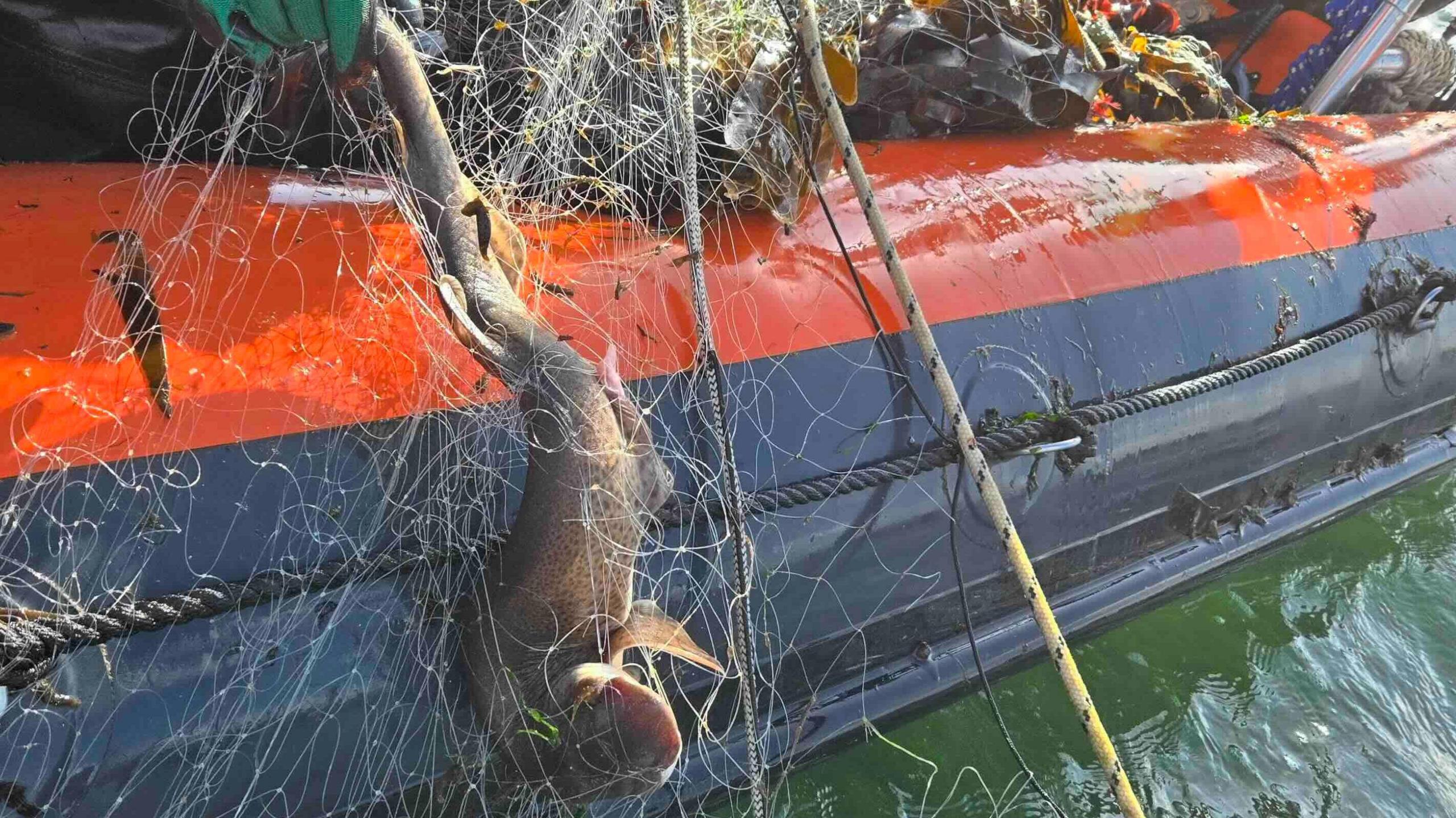 A fish is caught in a fishing net hanging over the side of an orange and grey dinghy.