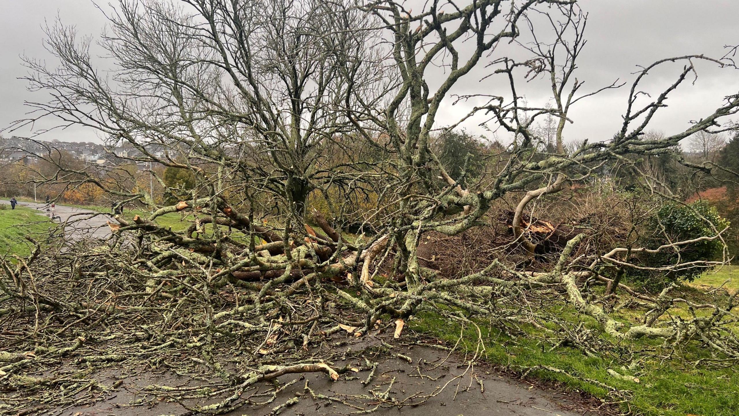 A fallen tree blocking a pathway in a park in Plymouth