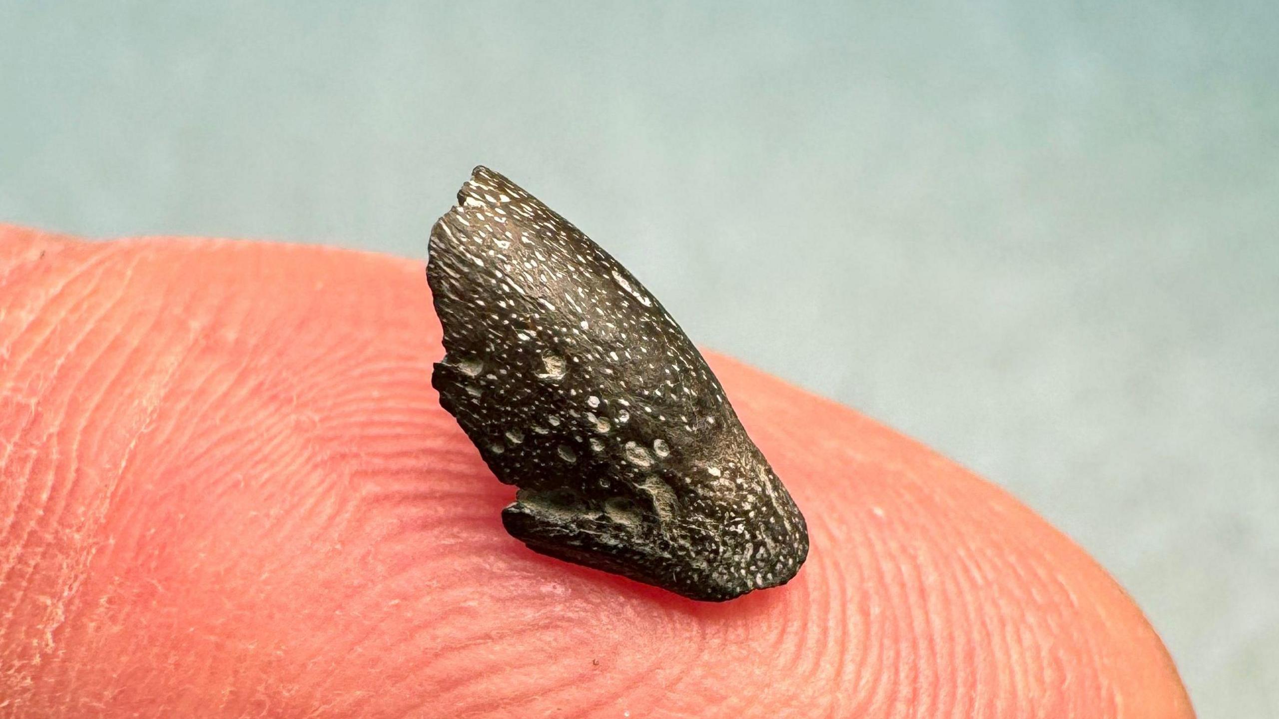 A tiny beak fossil sitting on the end of a finger.