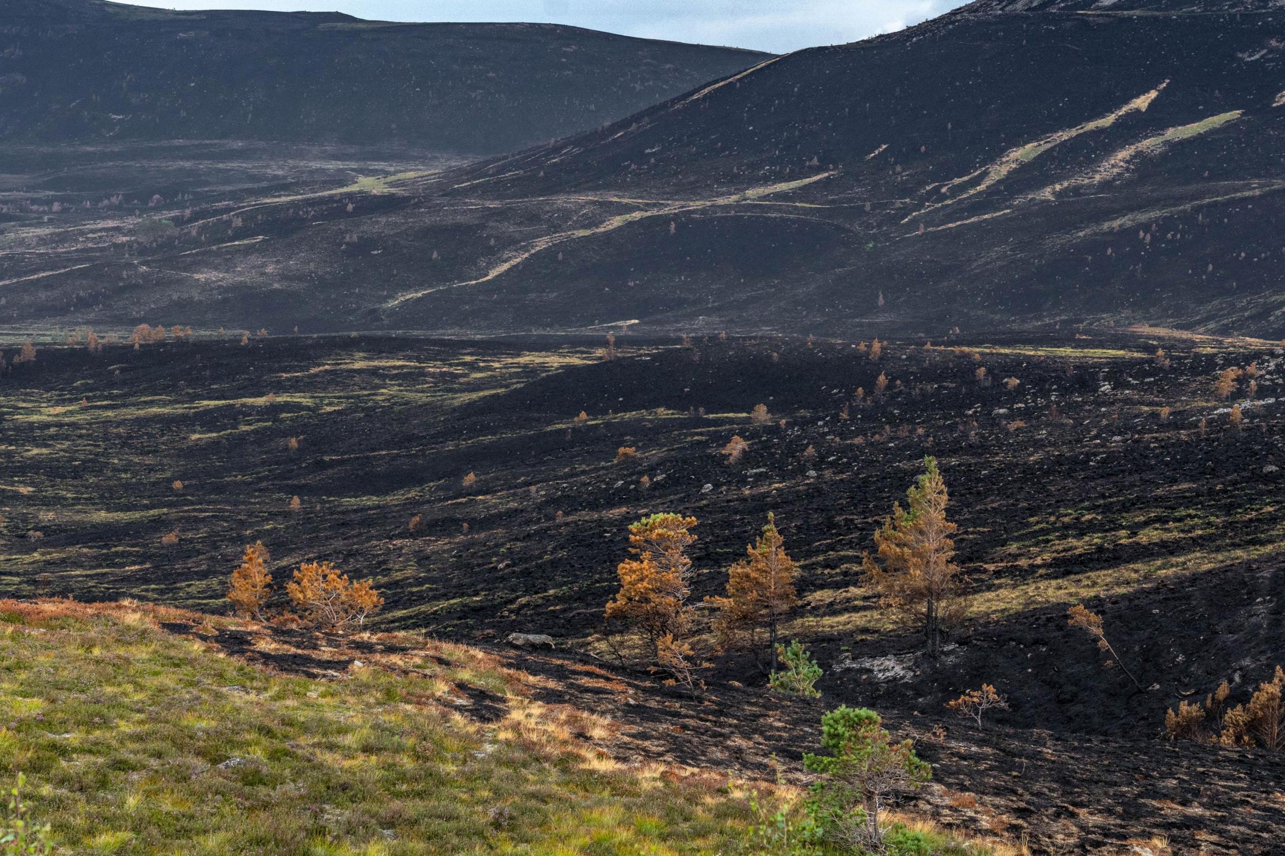 A landscape of burned moor and woodland on hills and mountainsides in the Cairngorms.