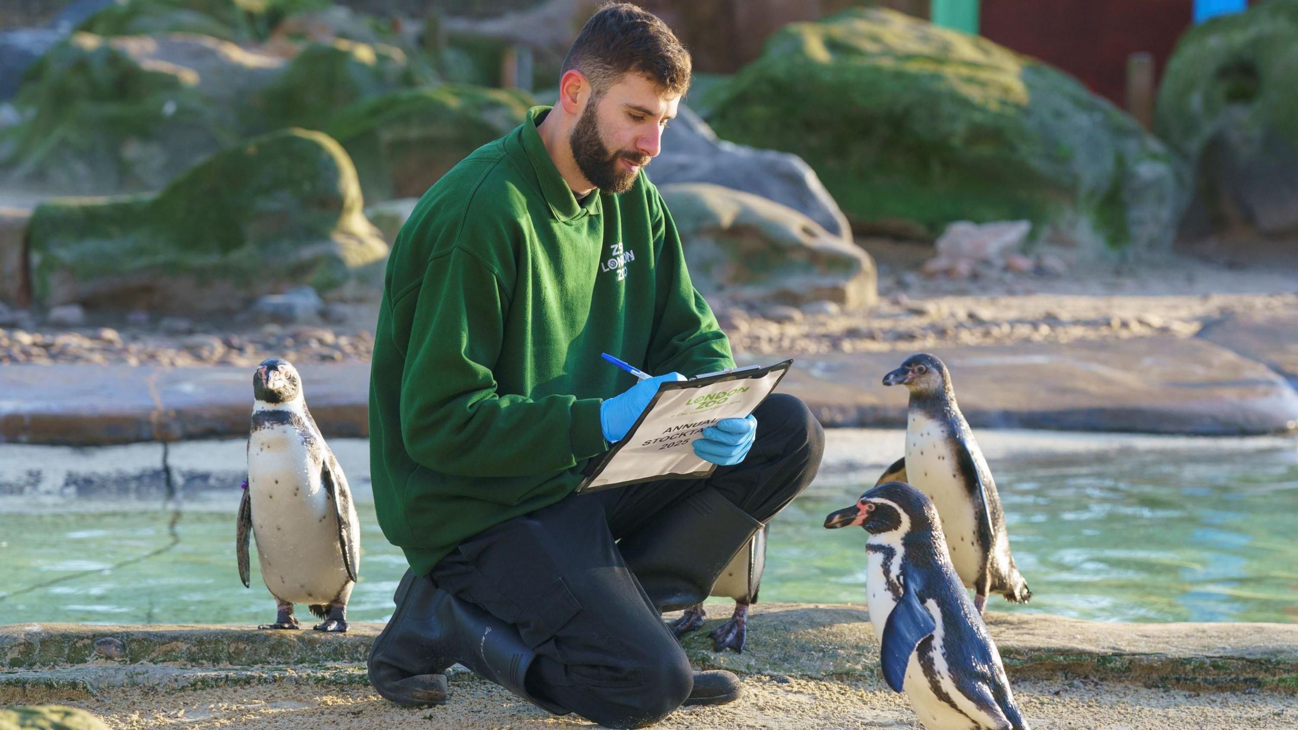 Male zookeeper with a clipboard counts penguins in the penguin enclosure. There are two in front of him and one behind him and in the background there is the penguins' pool.