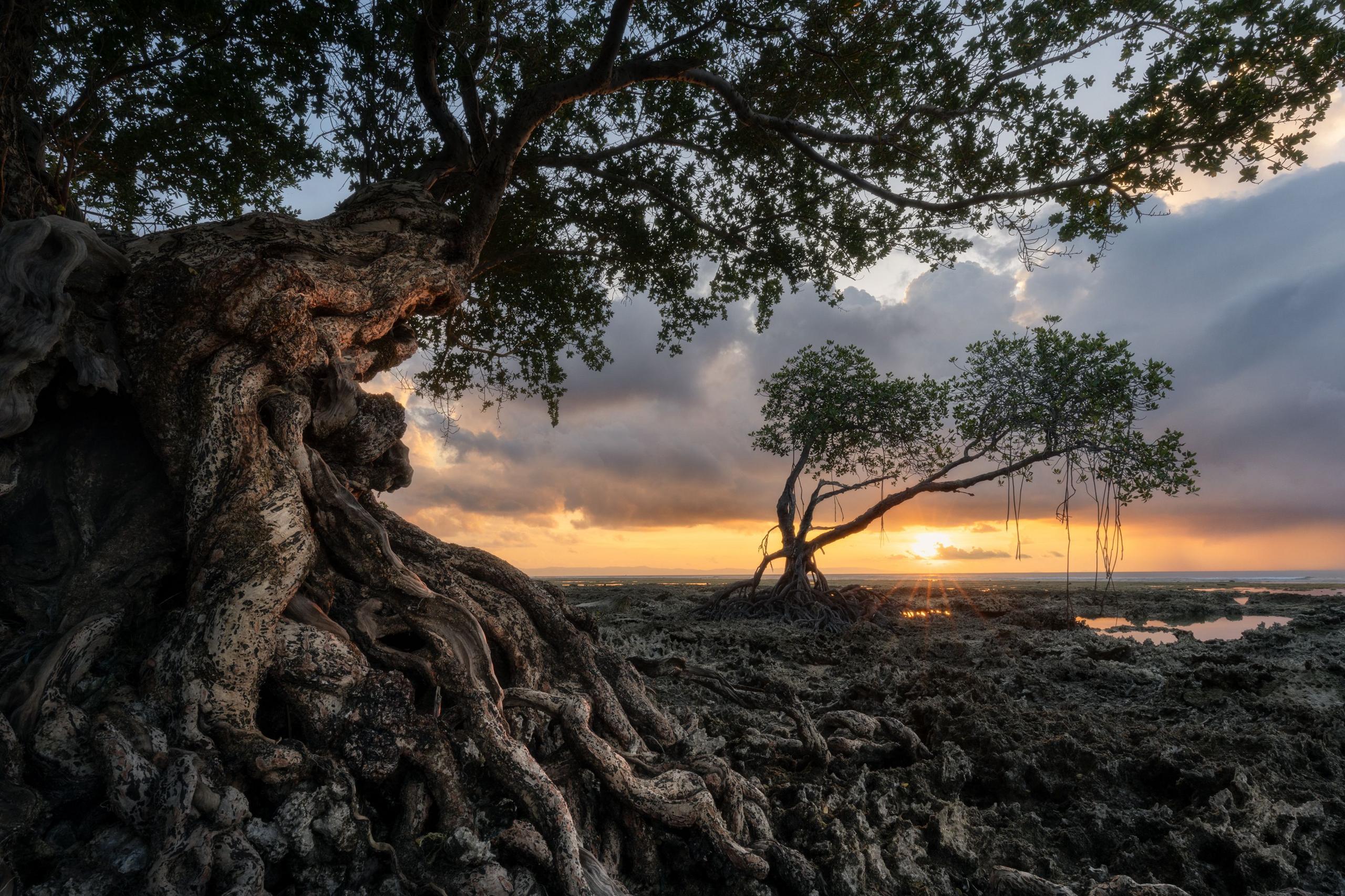 Picturesque mangrove trees during a sunset on the Andaman Islands archipelago