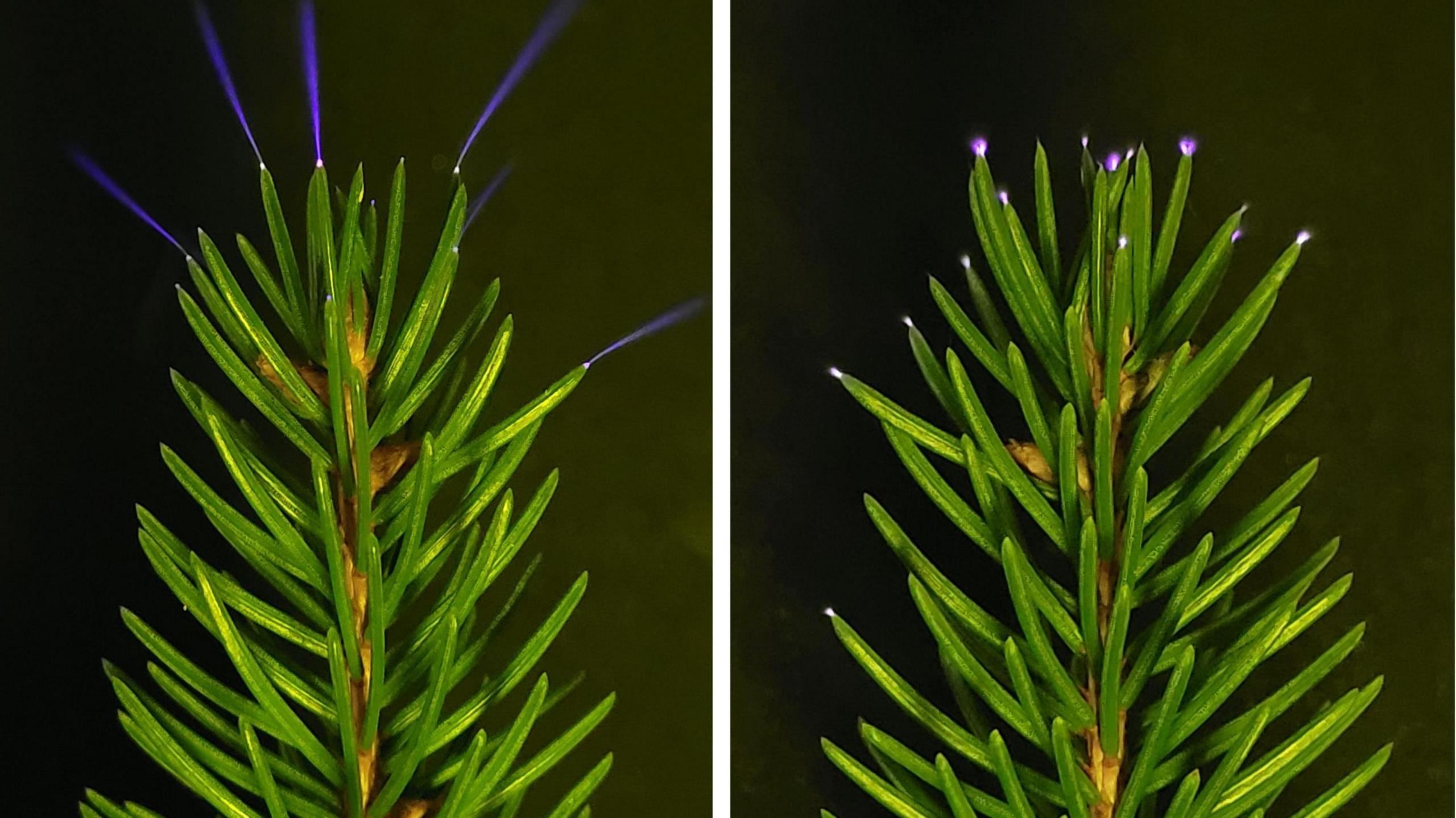 tips of branches glowing