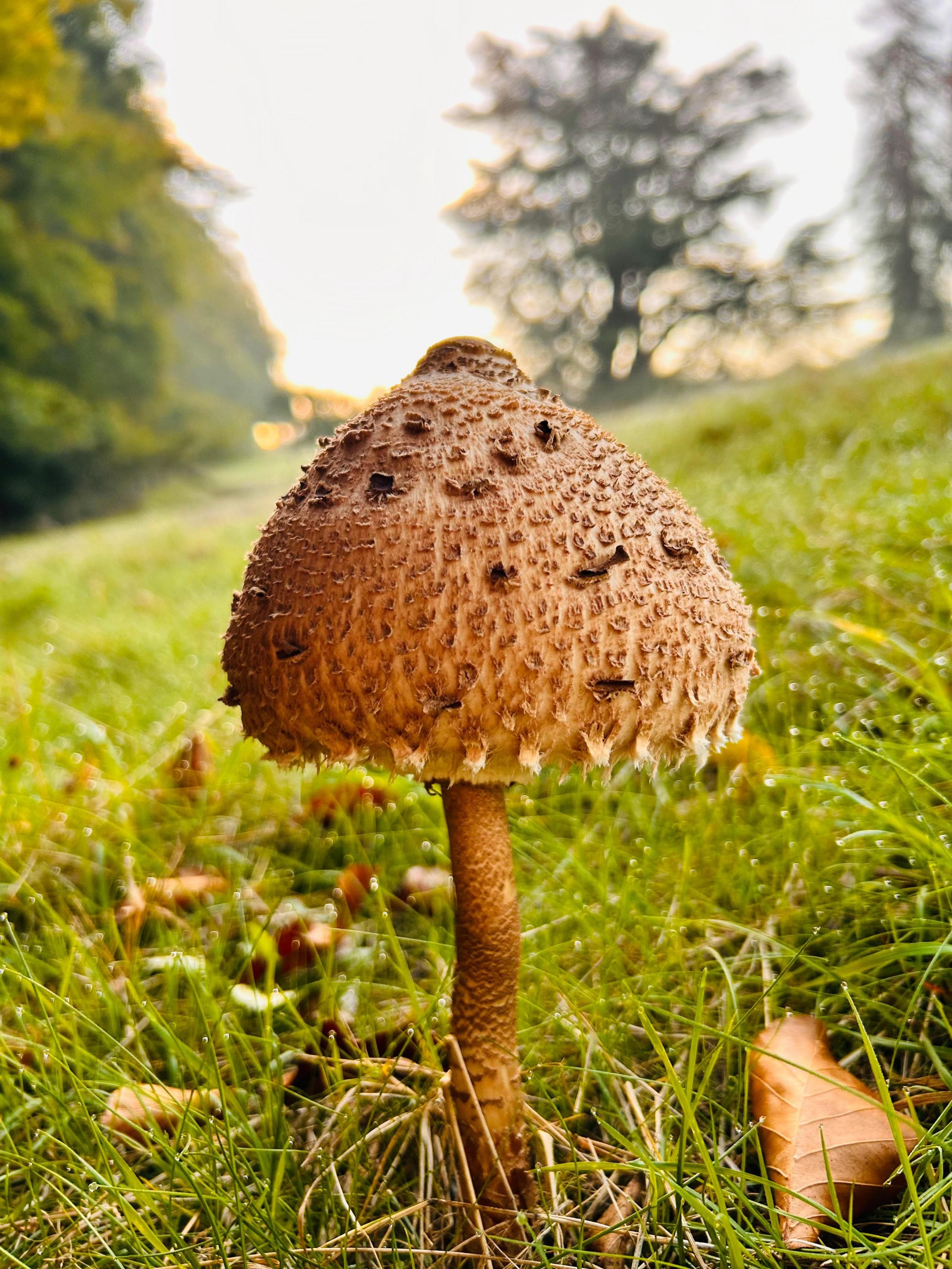 The photo is dominated by a brown parasol mushroom sitting on grassland with fallen brown leaves scattered around it. Trees are visible in the background.