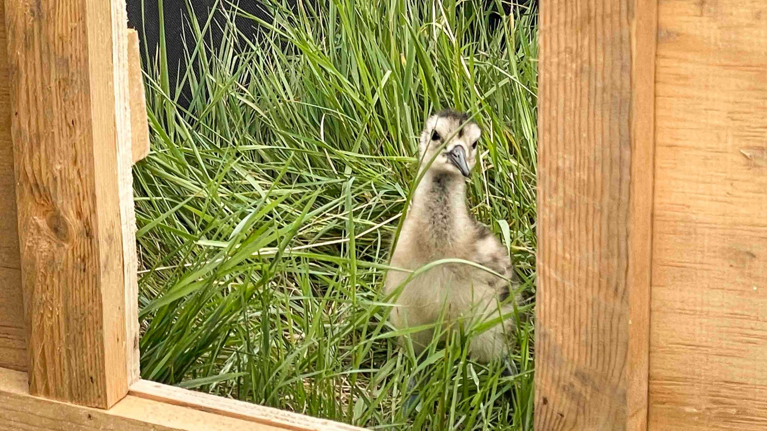 A small brown bird amongst grass in a wooden pen