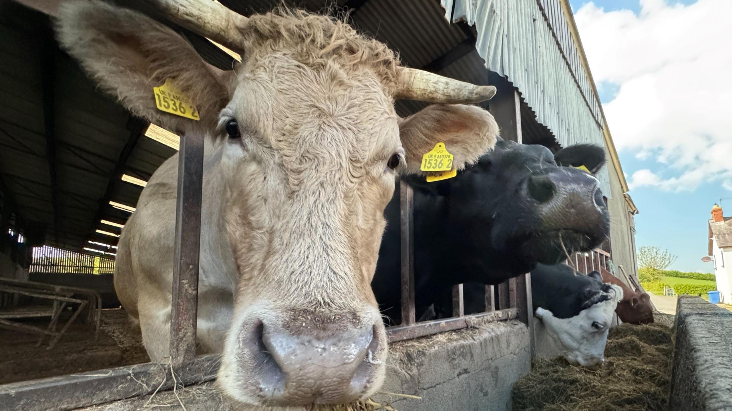 Three cows poking their heads out of a shed. The cow in the foreground is a very light tan colour and is looking at the camera. It has yellow tags in its ears and horns protruding from the side of its head. The cow behind is black and is sticking its head out straight. The third cow is in the background is black and white and has its head down eating silage.