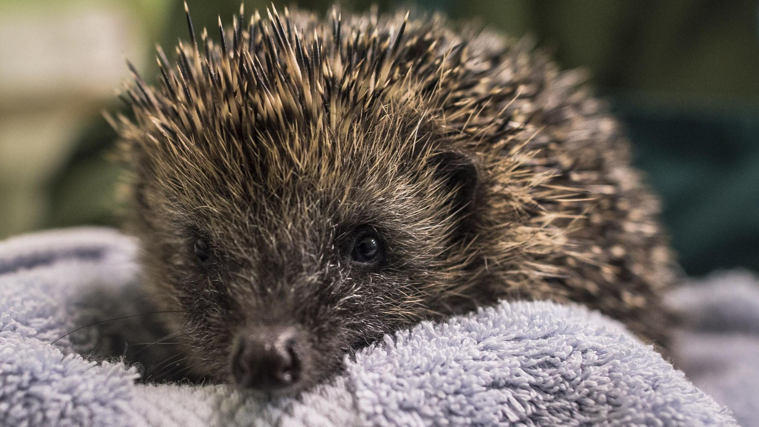 A small hedgehog lying on a towel. It has black eyes, nose and ears and a dark brown furry face. It spines are pale brown at the base and dark brown at the tips.