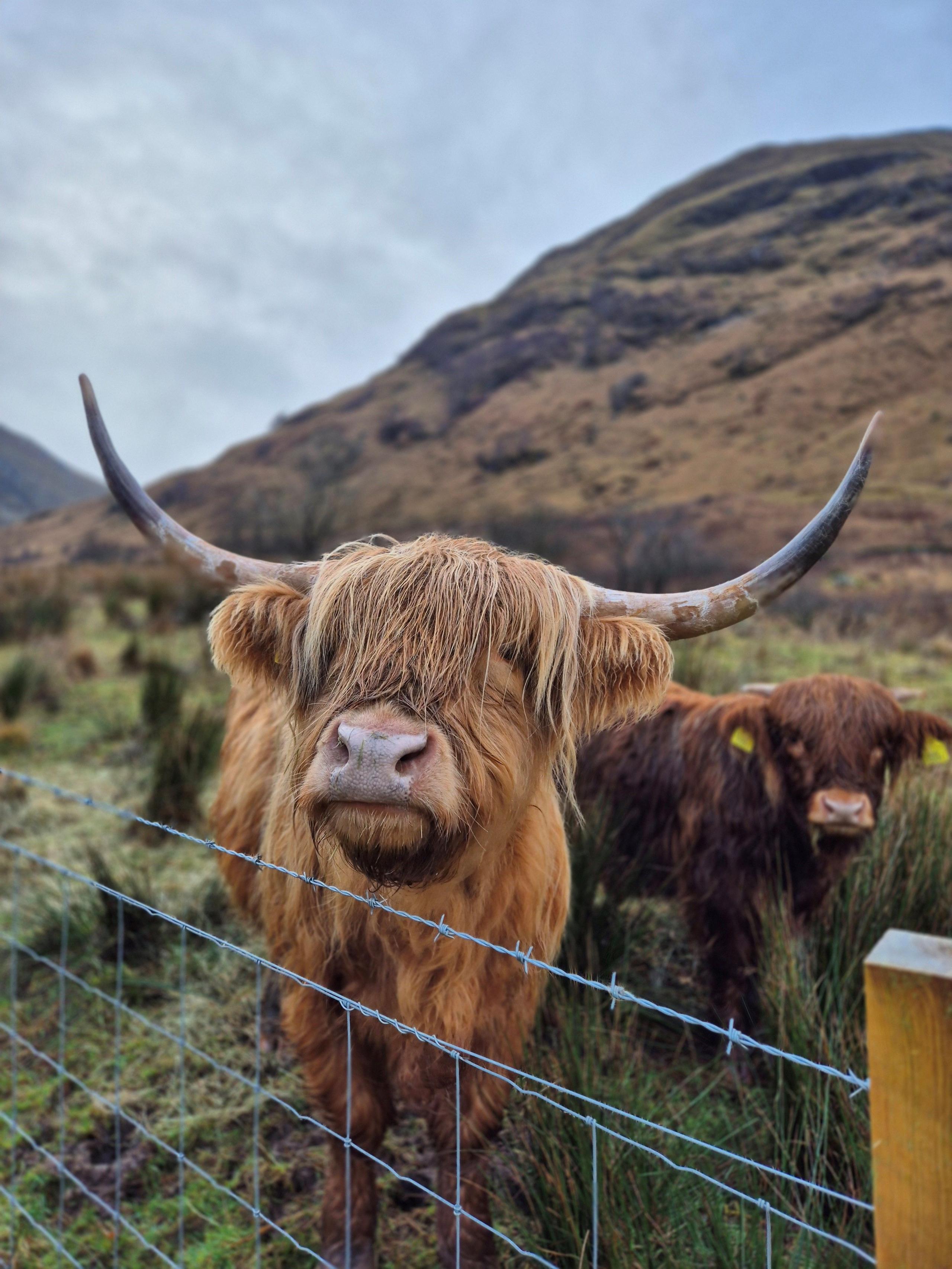 Two Highland cows, one in the foreground and one at the rear, behind a fence in a field