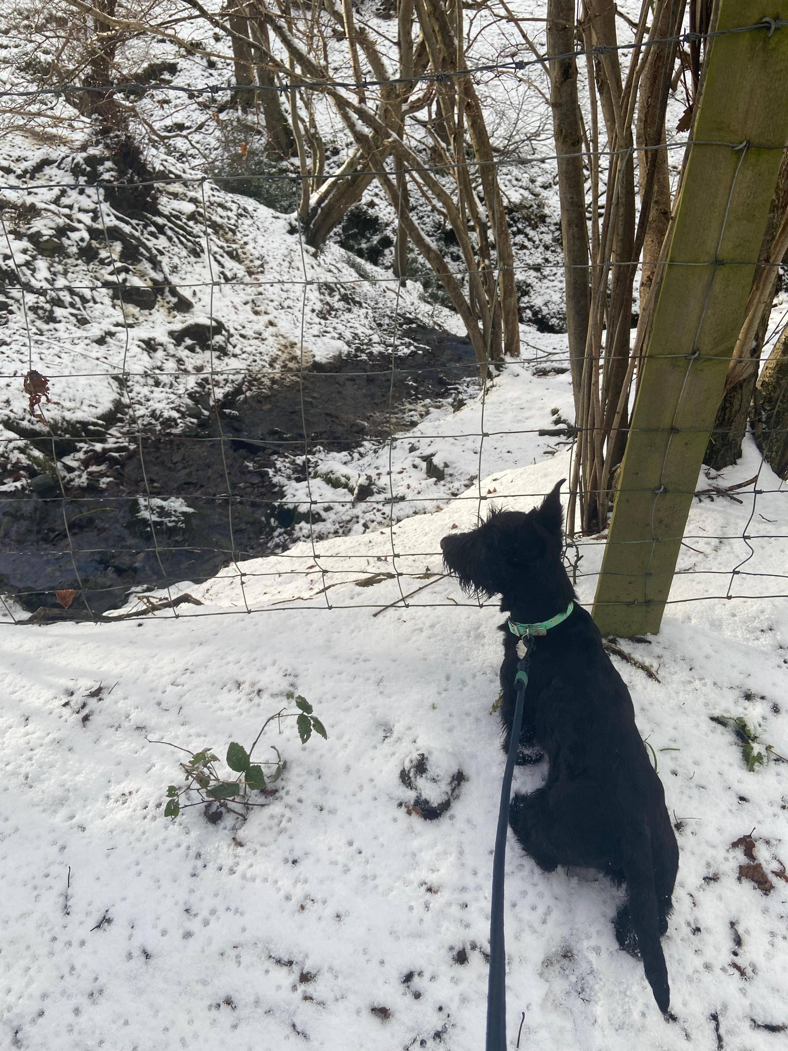 Ci yn mynd am dro yn yr eira