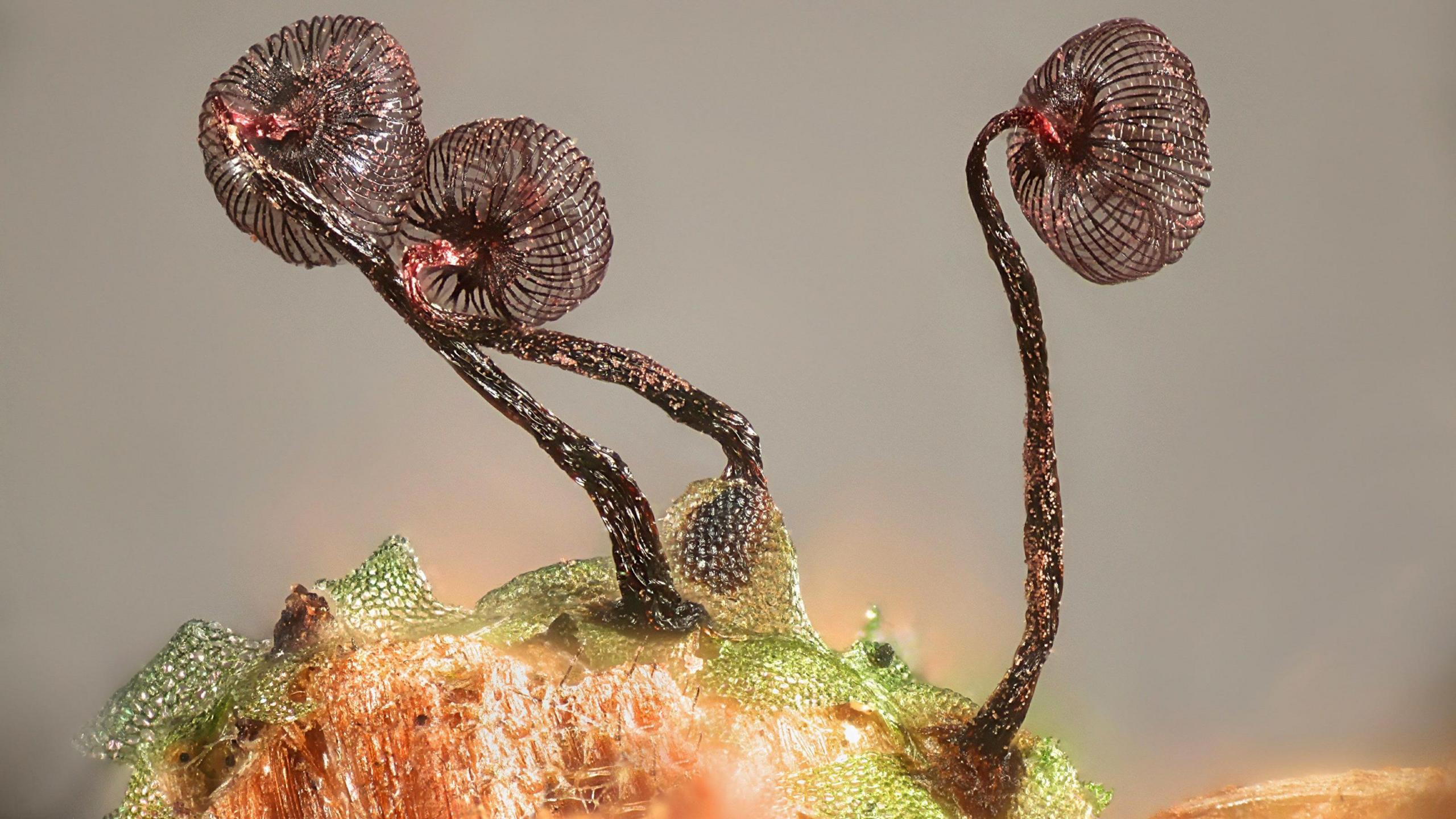 Slime mould