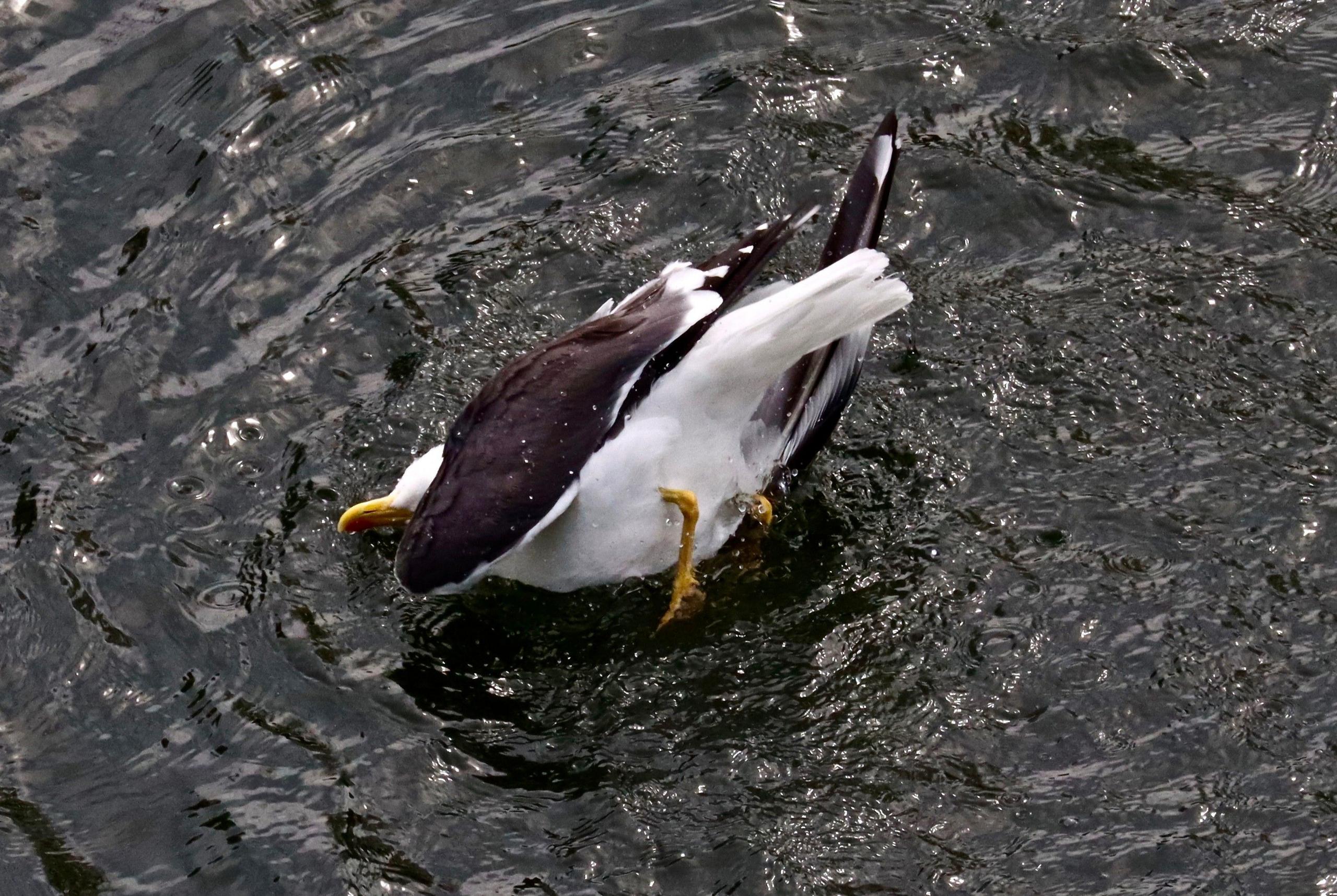 A seagull landing awkwardly on its side on the water's surface