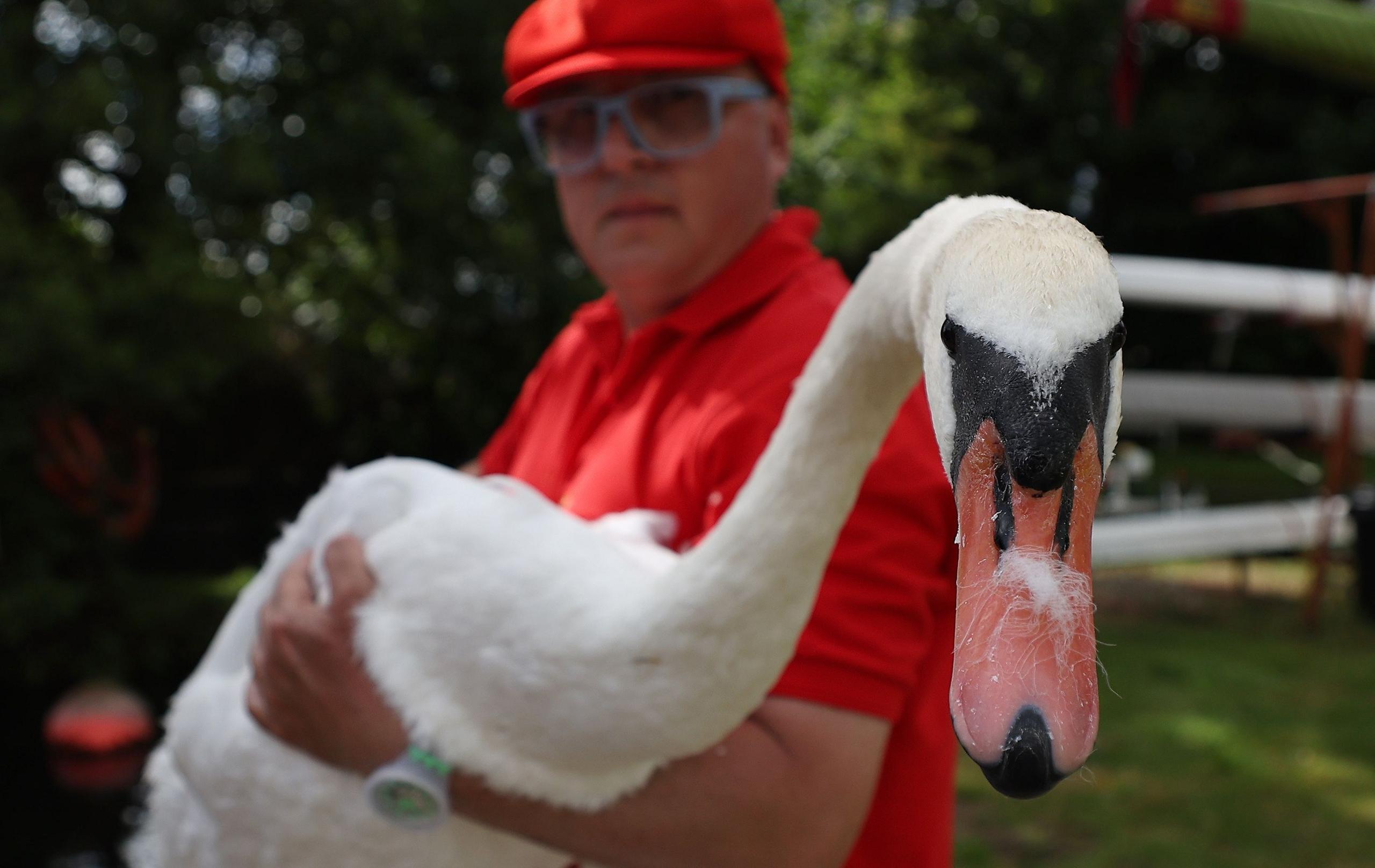 Swan upping on the Thames